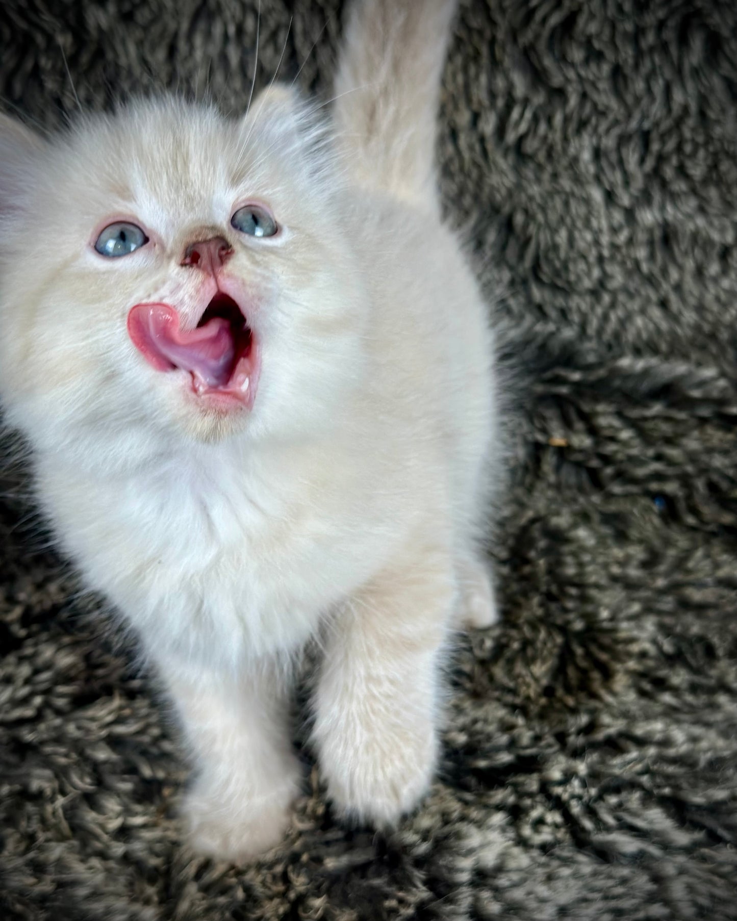 Banzai - Chocolate Lynx - MALE - AVAILABLE 10/25/25