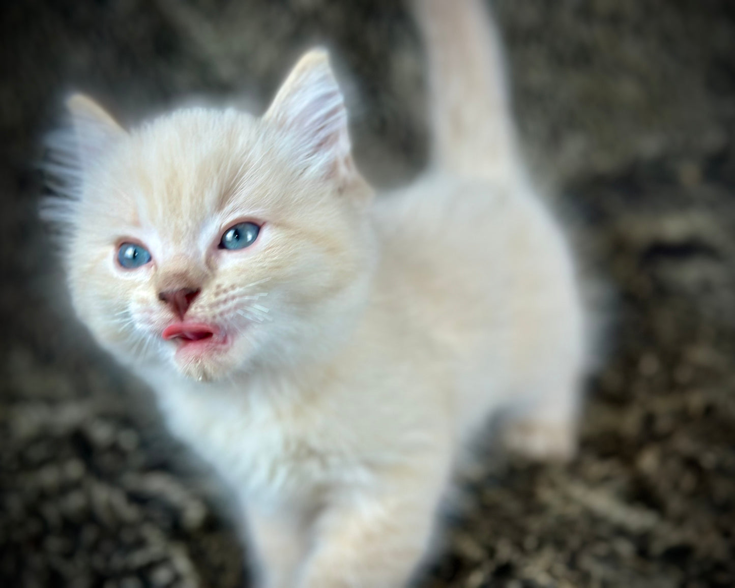 Banzai - Chocolate Lynx - MALE - AVAILABLE 10/25/25