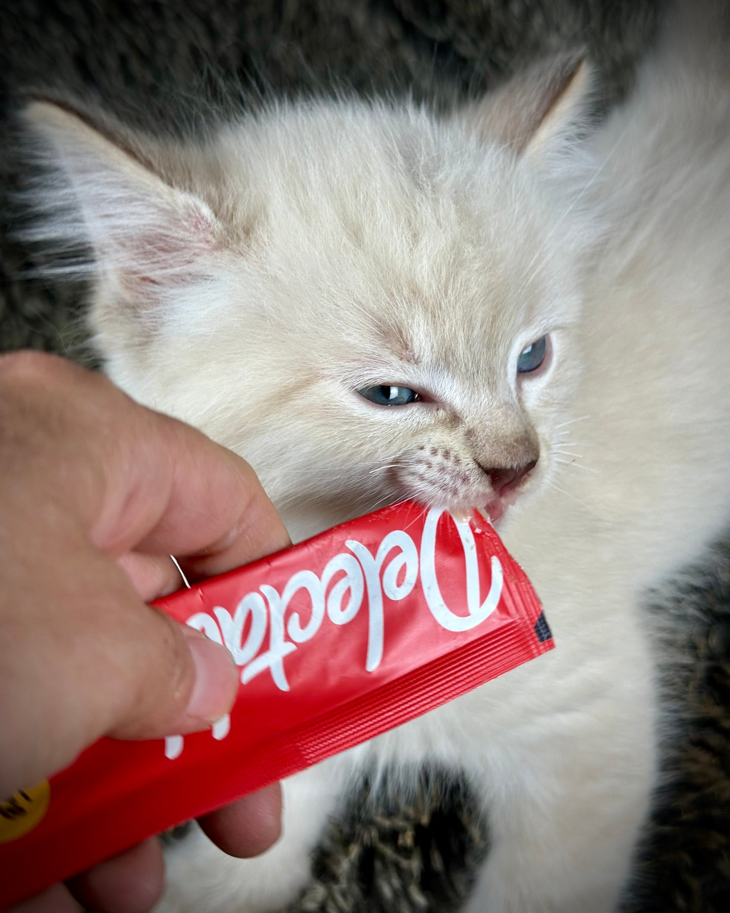 Banzai - Chocolate Lynx - MALE - AVAILABLE 10/25/25