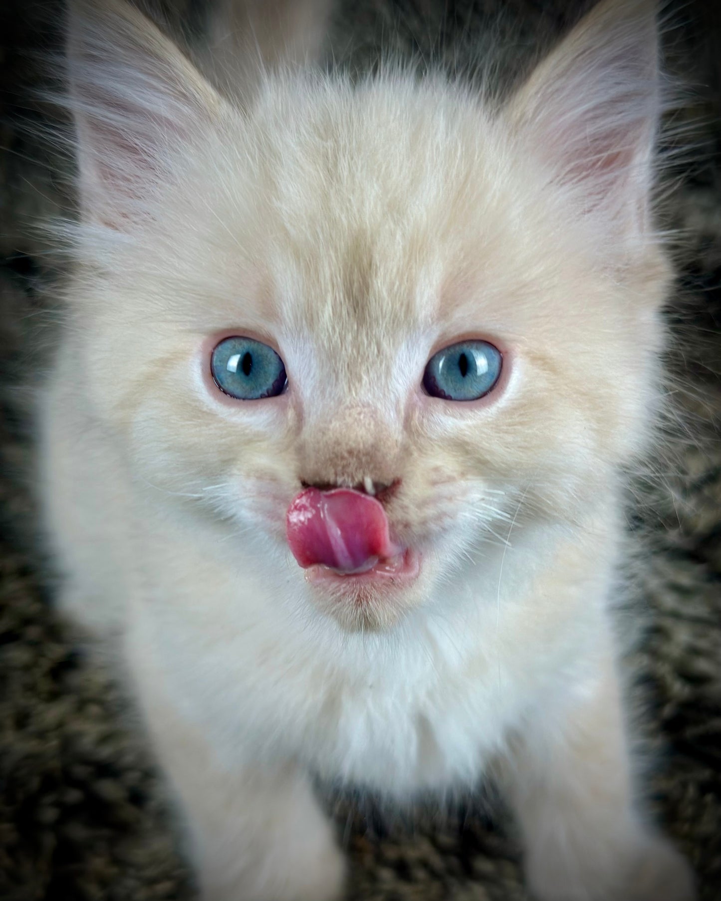 Banzai - Chocolate Lynx - MALE - AVAILABLE 10/25/25