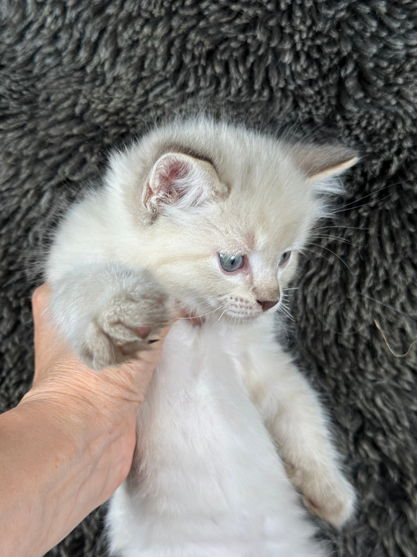 Banzai - Chocolate Lynx - MALE - AVAILABLE 10/25/25