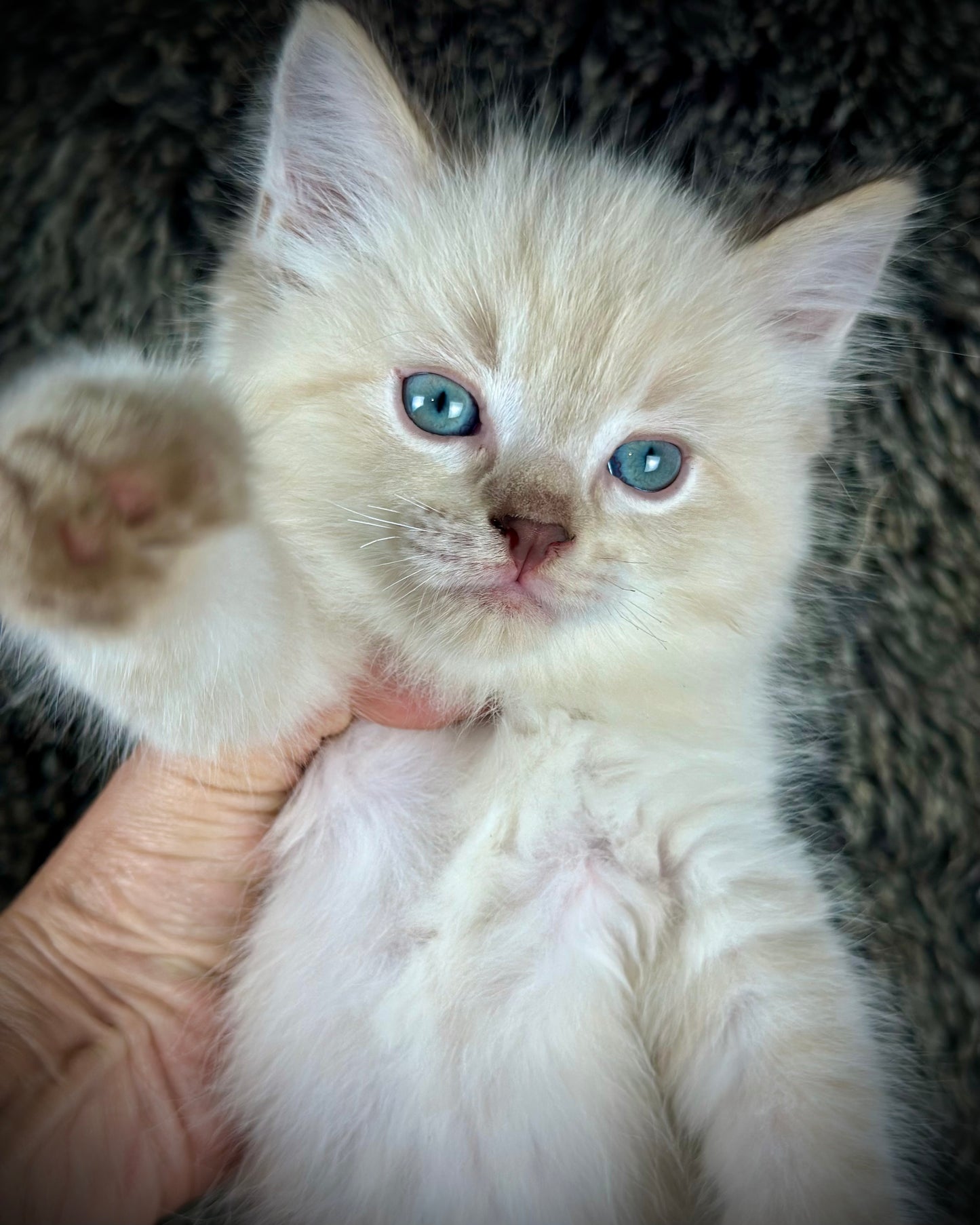 Banzai - Chocolate Lynx - MALE - AVAILABLE 10/25/25