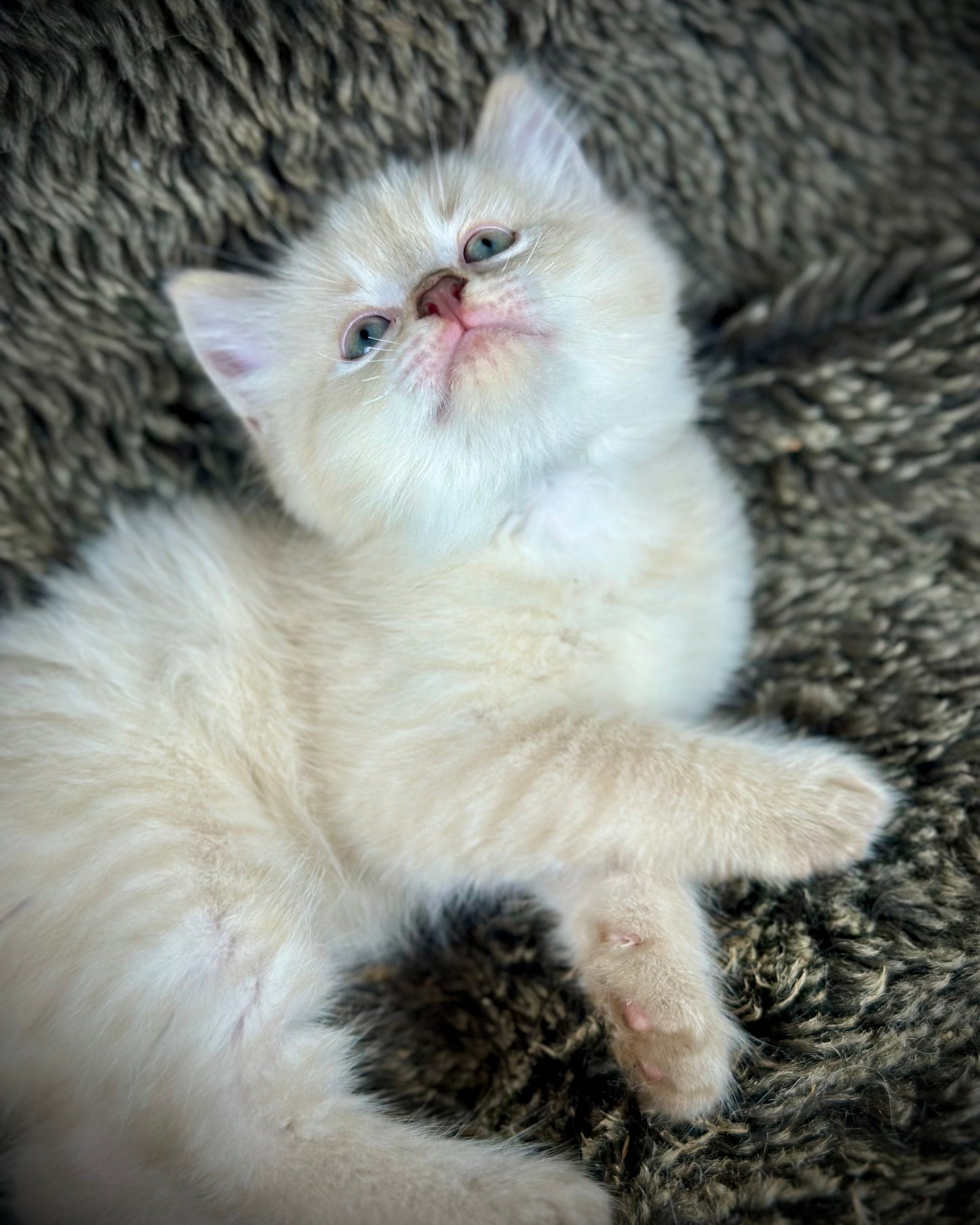 Banzai - Chocolate Lynx - MALE - AVAILABLE 10/25/25