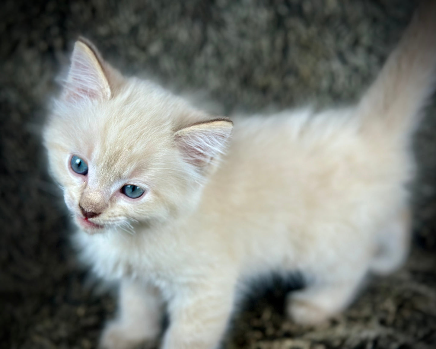 Banzai - Chocolate Lynx - MALE - AVAILABLE 10/25/25