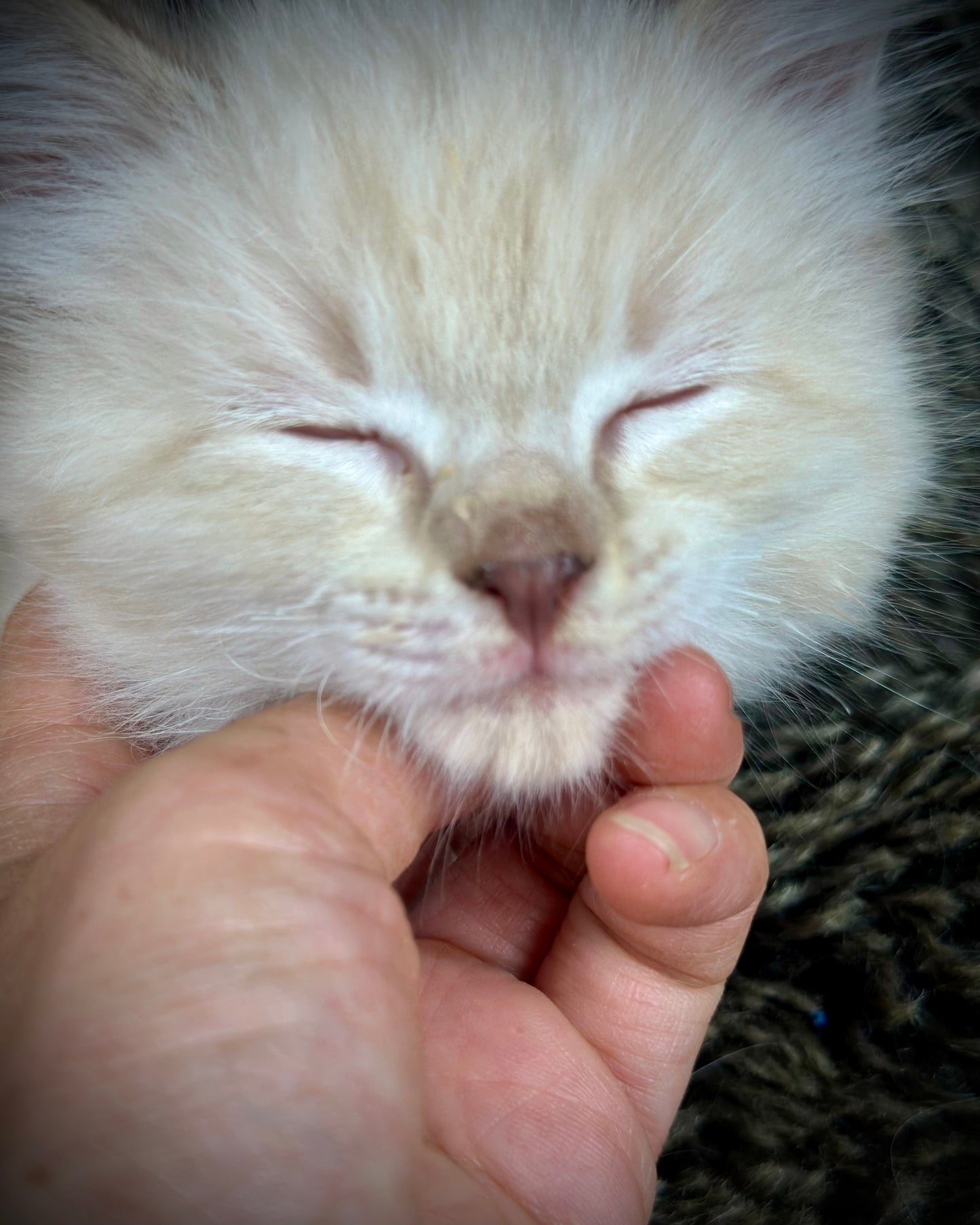 Banzai - Chocolate Lynx - MALE - AVAILABLE 10/25/25