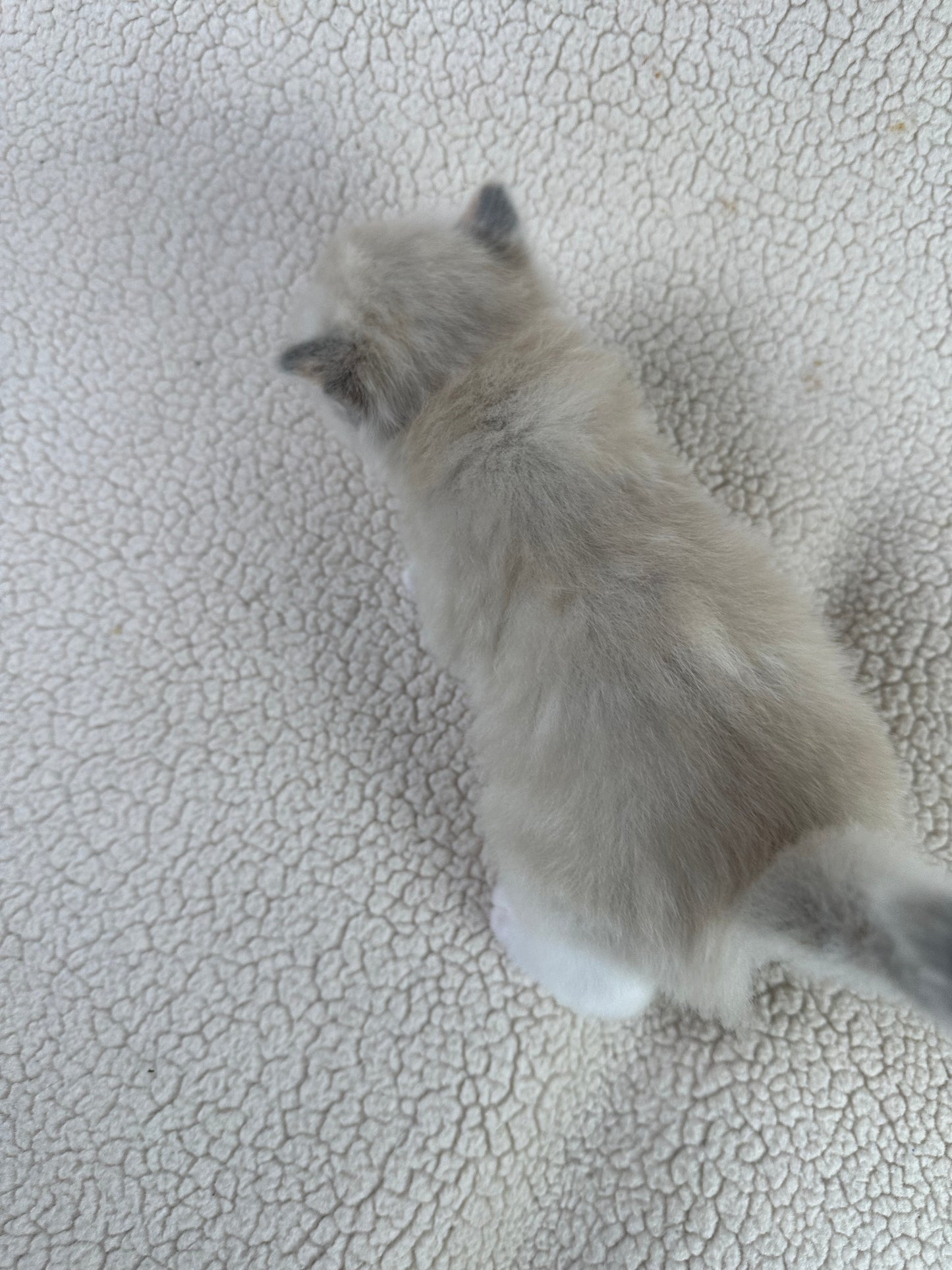 Peep - Female - available March 25