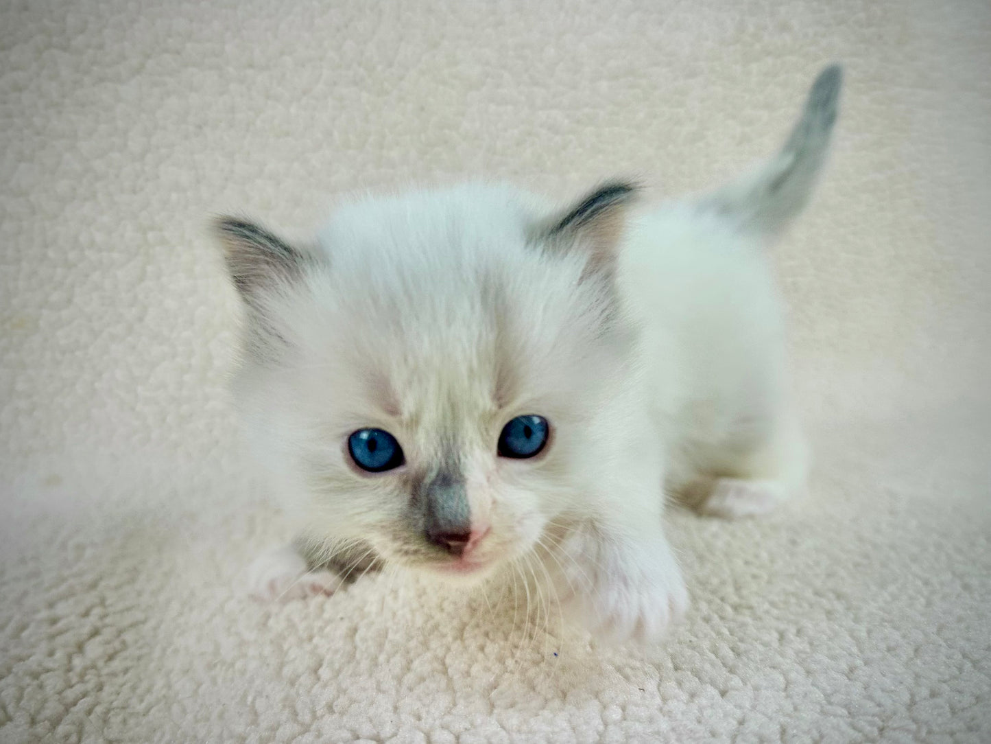 Bunny - FEMALE - traditional pointed tortie - RESERVED 3/25/2025