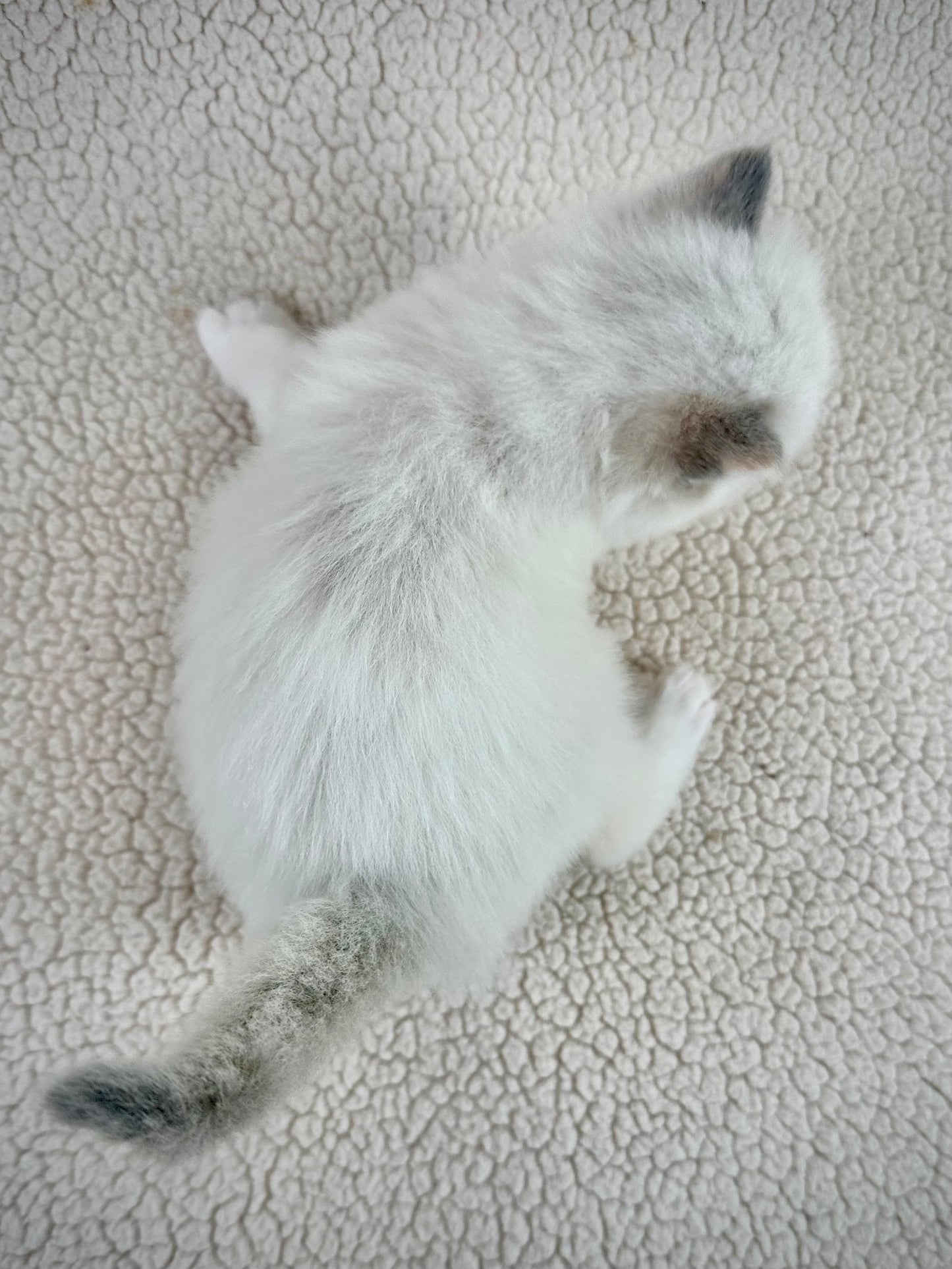 Bunny - FEMALE - traditional pointed tortie - RESERVED 3/25/2025
