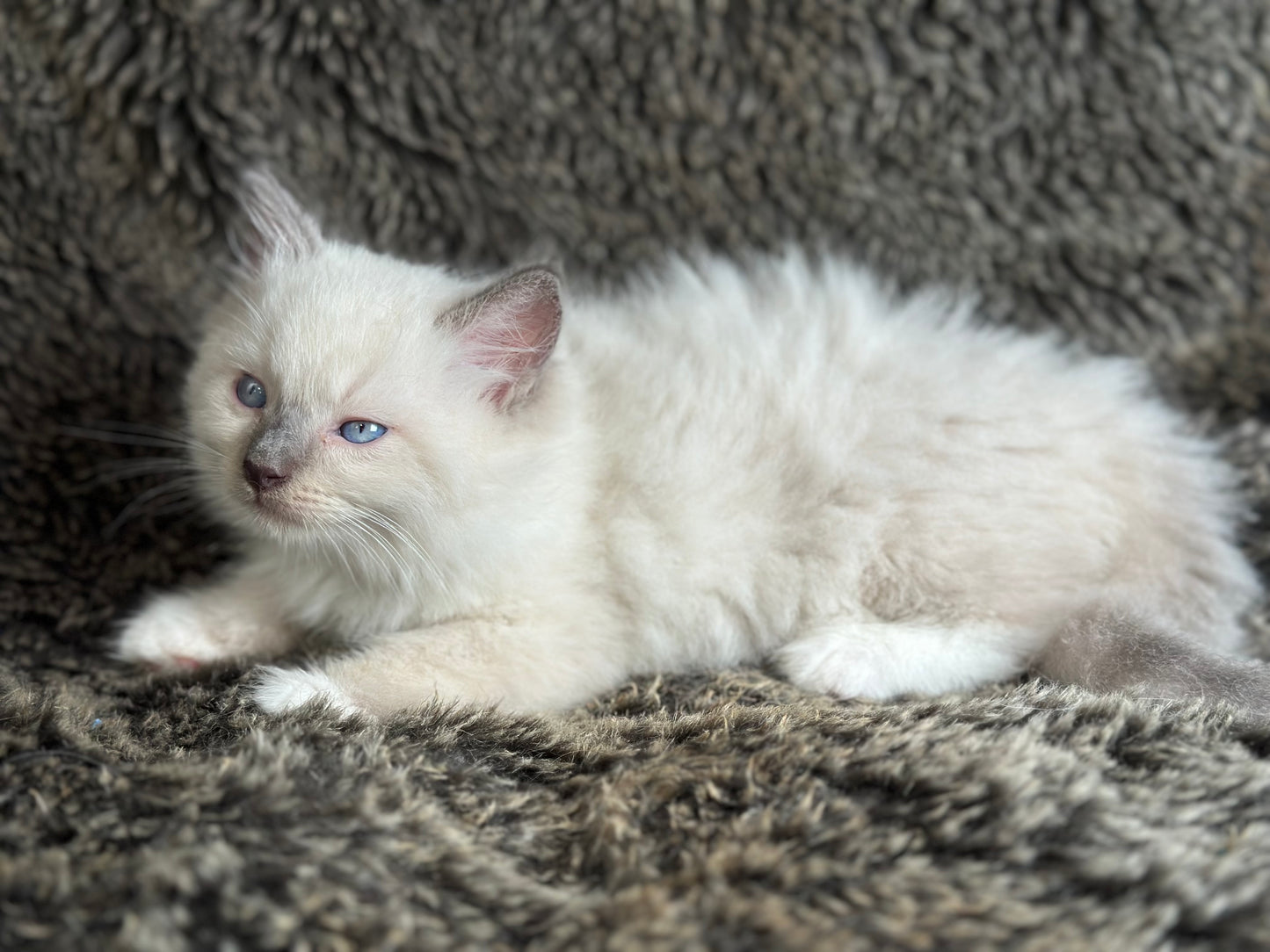 Gravy Traditional Blue Point mitted - MALE - AVAILABLE 11/4/2025
