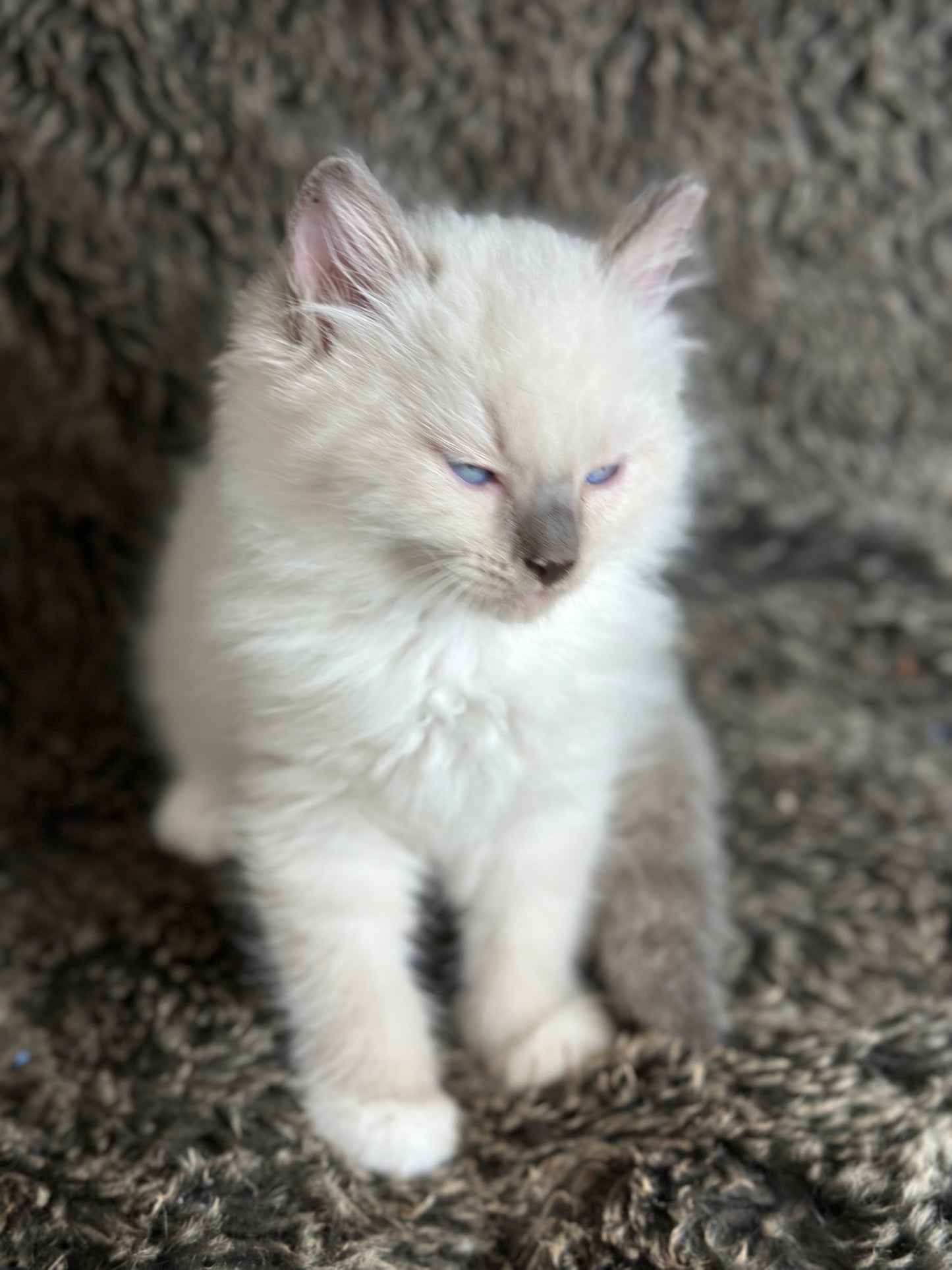 Gravy Traditional Blue Point mitted - MALE - AVAILABLE 11/4/2025