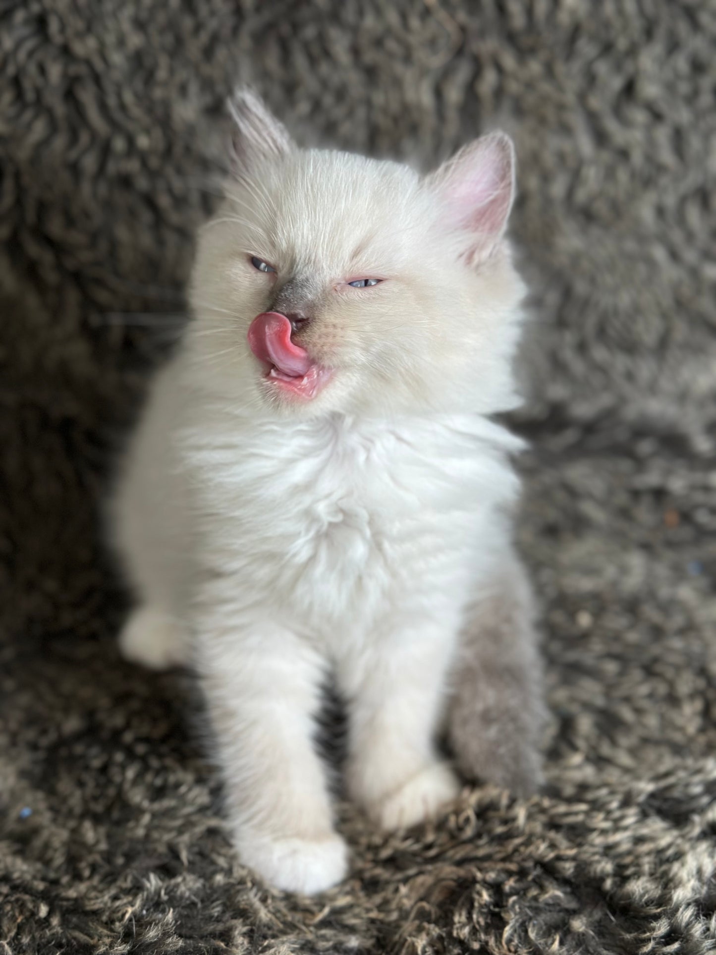 Gravy Traditional Blue Point mitted - MALE - AVAILABLE 11/4/2025