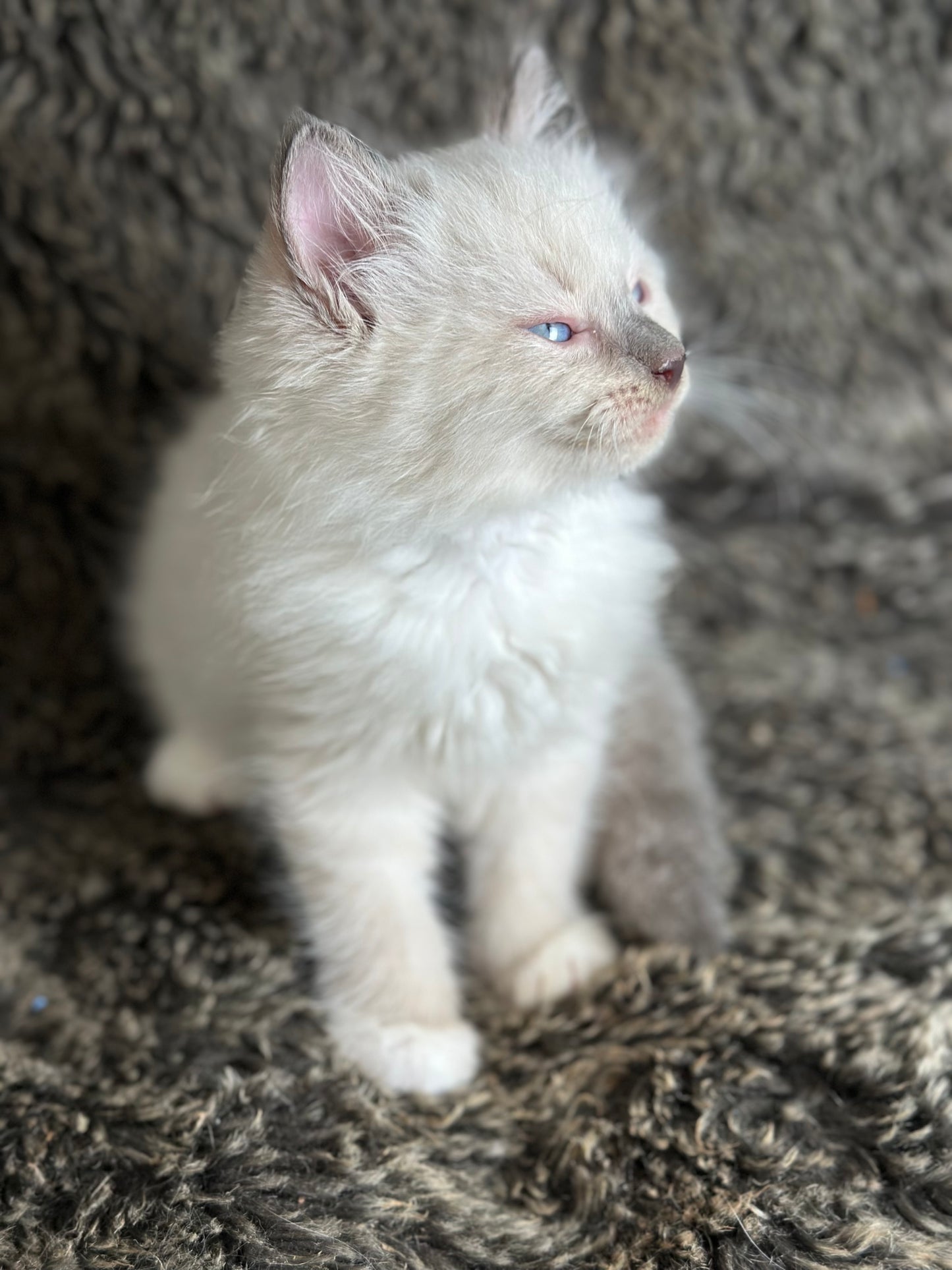 Gravy Traditional Blue Point mitted - MALE - AVAILABLE 11/4/2025
