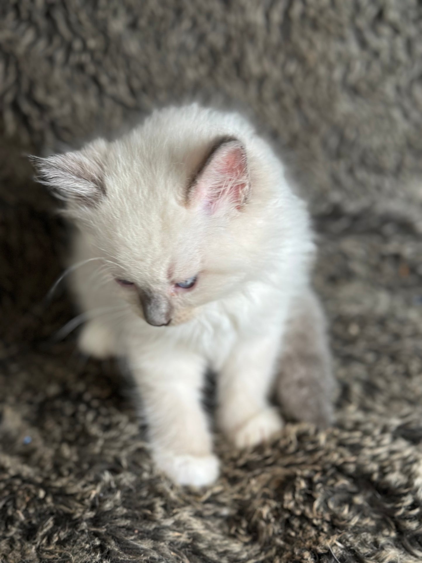 Gravy Traditional Blue Point mitted - MALE - AVAILABLE 11/4/2025