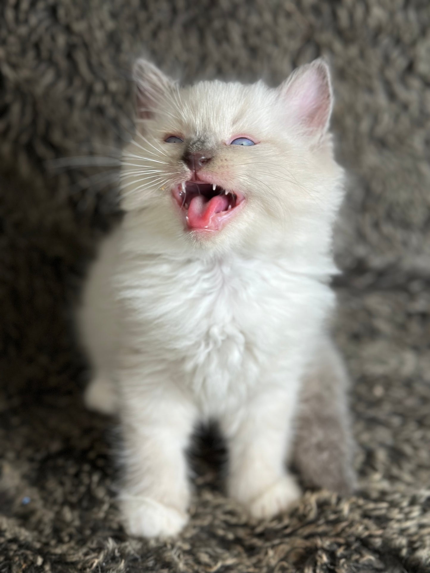 Gravy Traditional Blue Point mitted - MALE - AVAILABLE 11/4/2025