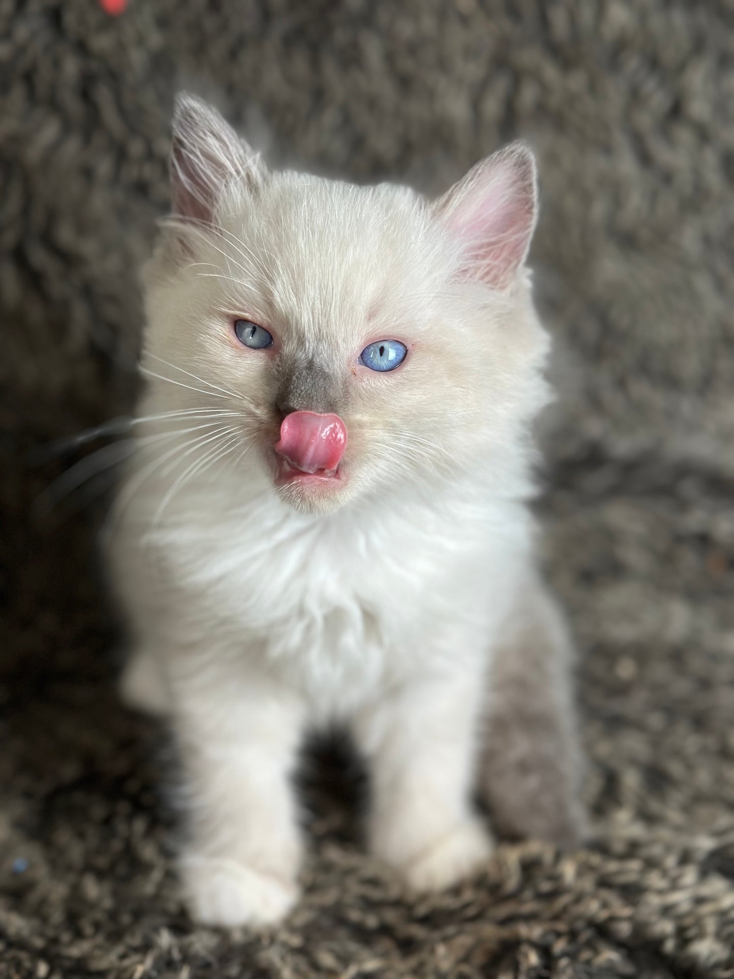 Gravy Traditional Blue Point mitted - MALE - AVAILABLE 11/4/2025