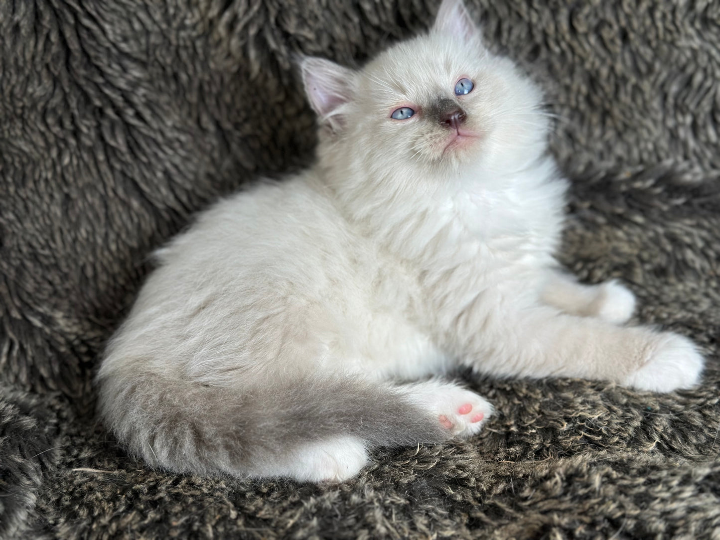 Gravy Traditional Blue Point mitted - MALE - AVAILABLE 11/4/2025