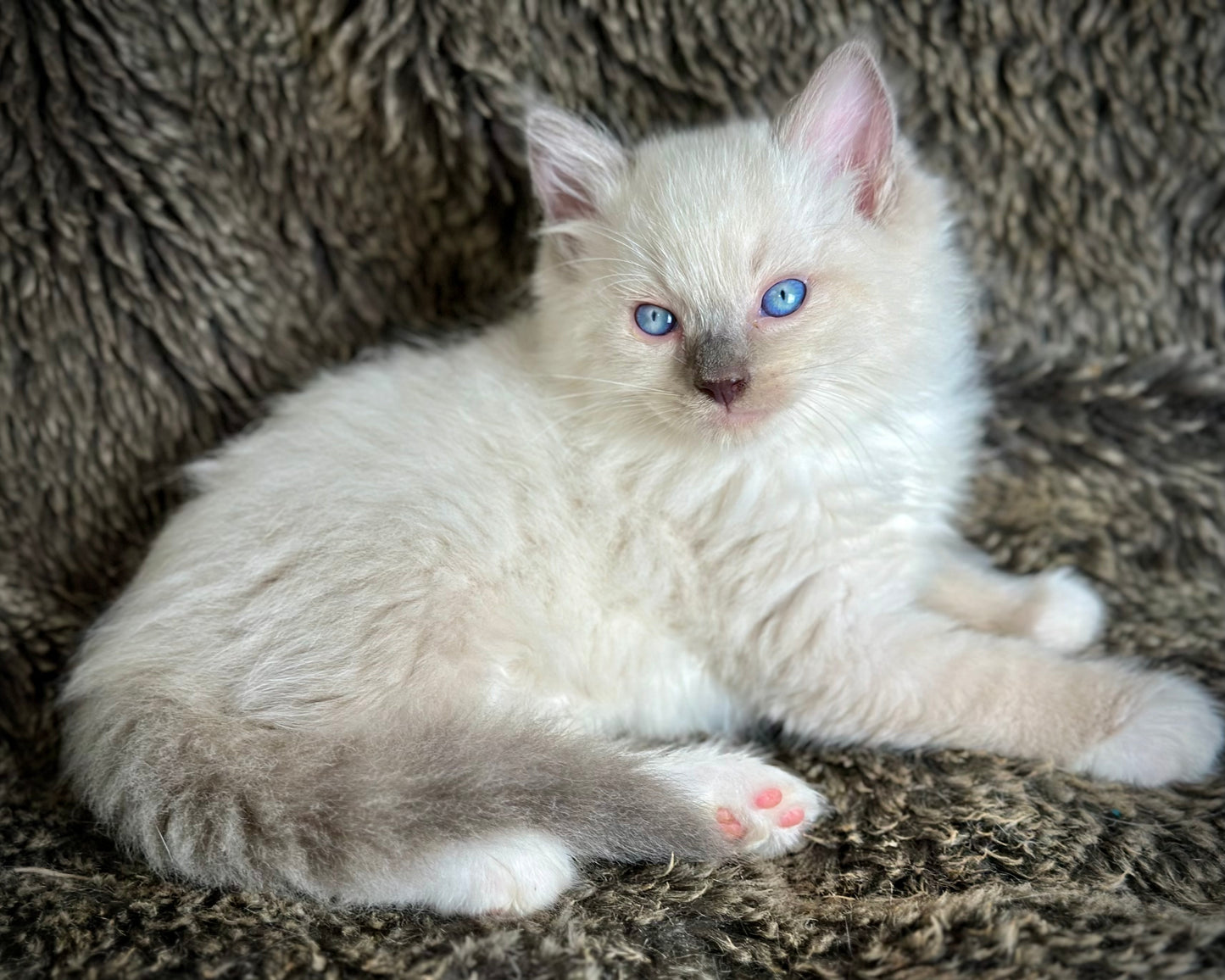 Gravy Traditional Blue Point mitted - MALE - AVAILABLE 11/4/2025