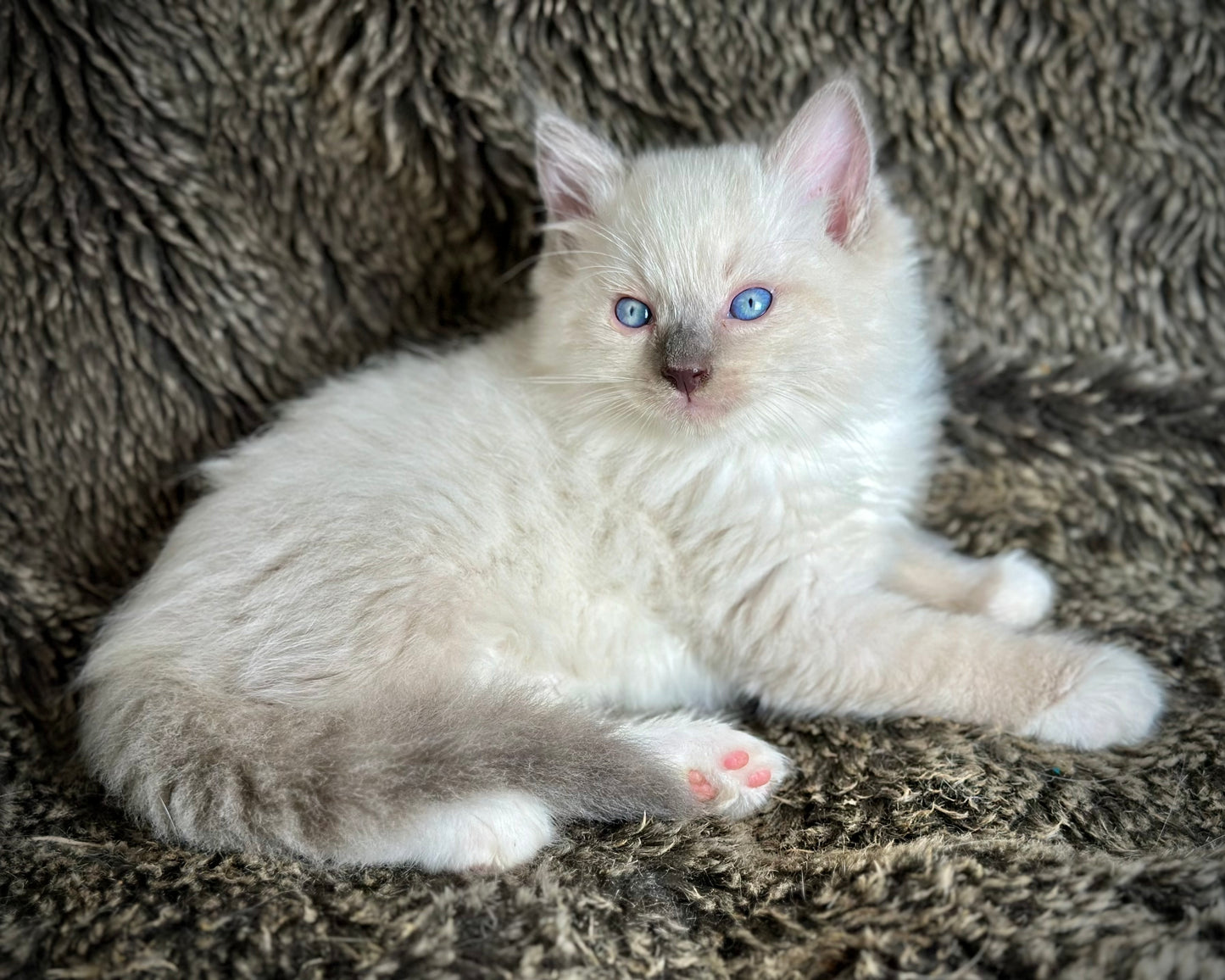 Gravy Traditional Blue Point mitted - MALE - AVAILABLE 11/4/2025