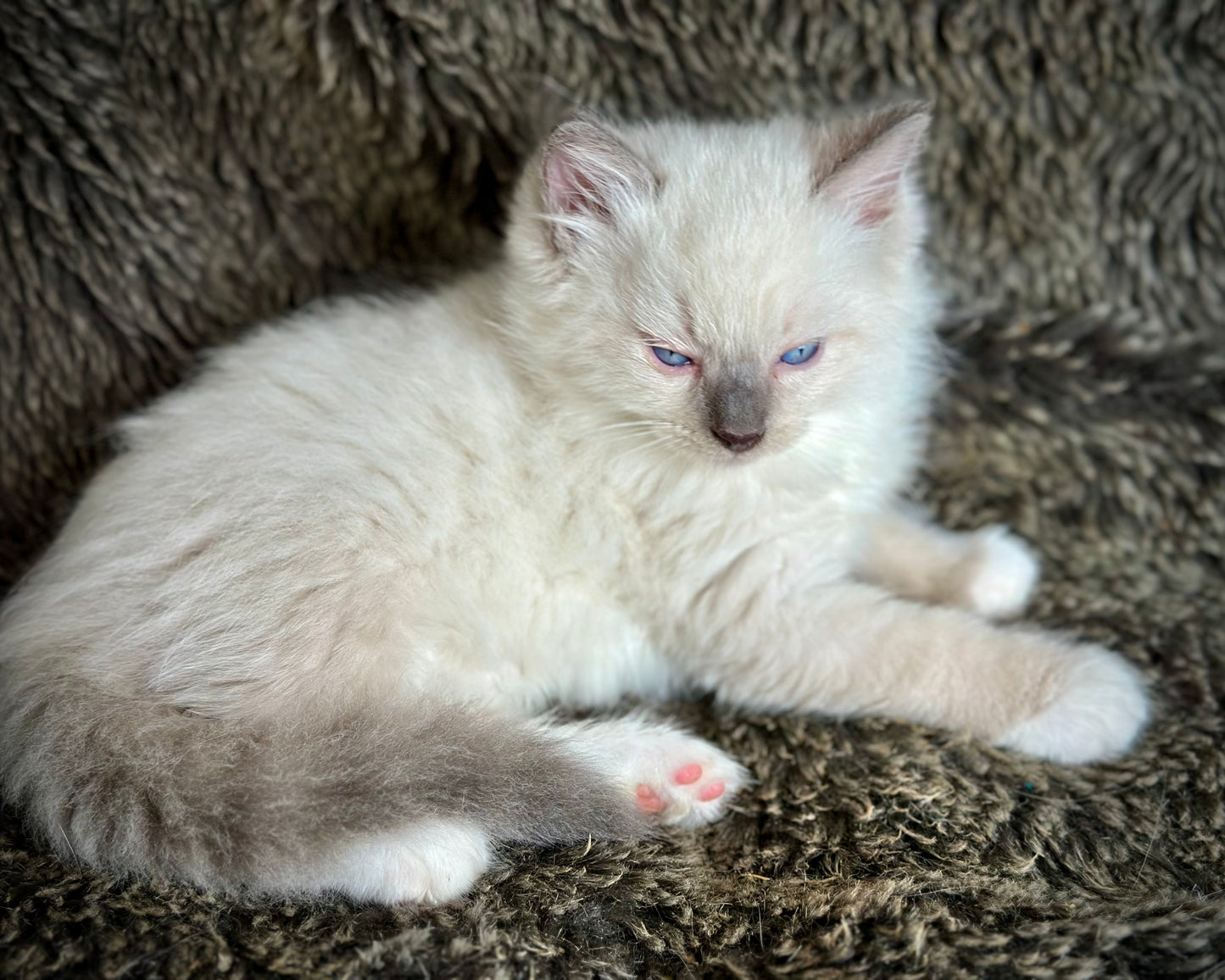 Gravy Traditional Blue Point mitted - MALE - AVAILABLE 11/4/2025