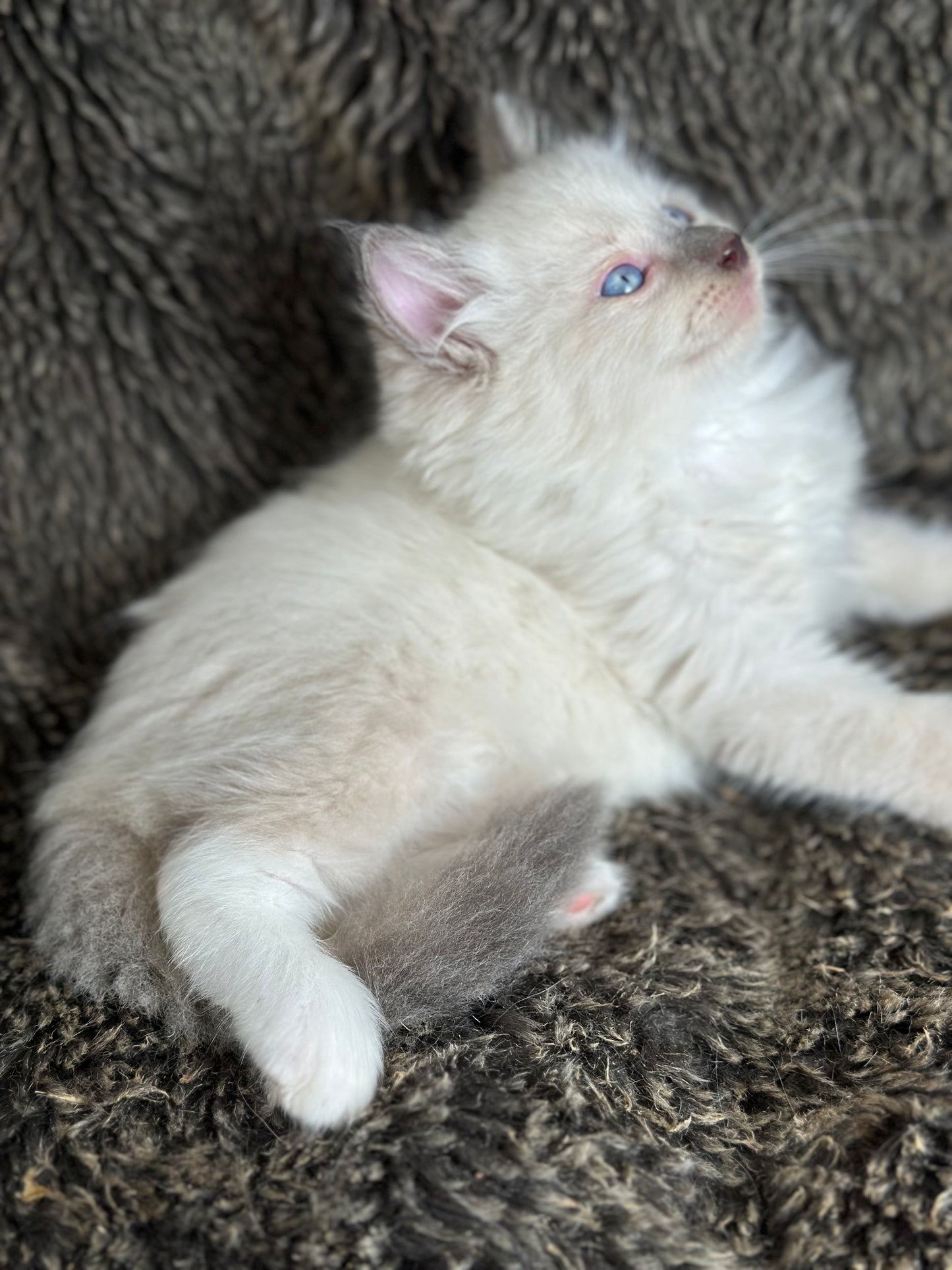 Gravy Traditional Blue Point mitted - MALE - AVAILABLE 11/4/2025
