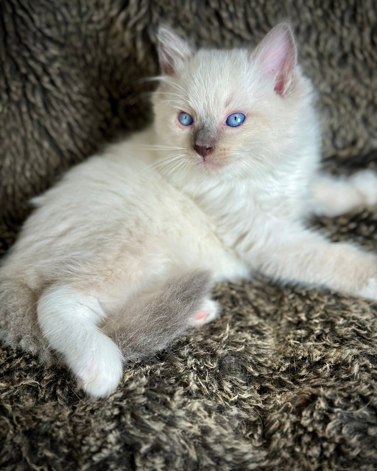 Gravy Traditional Blue Point mitted - MALE - AVAILABLE 11/4/2025