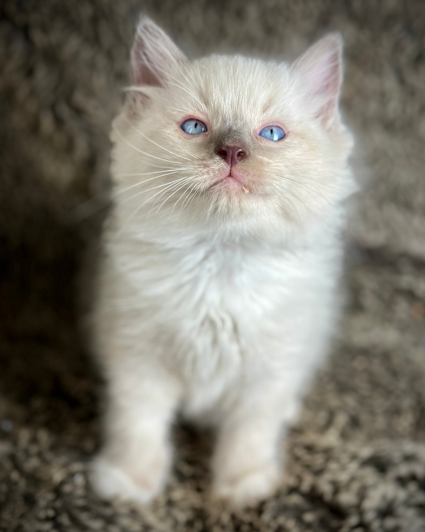 Gravy Traditional Blue Point mitted - MALE - AVAILABLE 11/4/2025