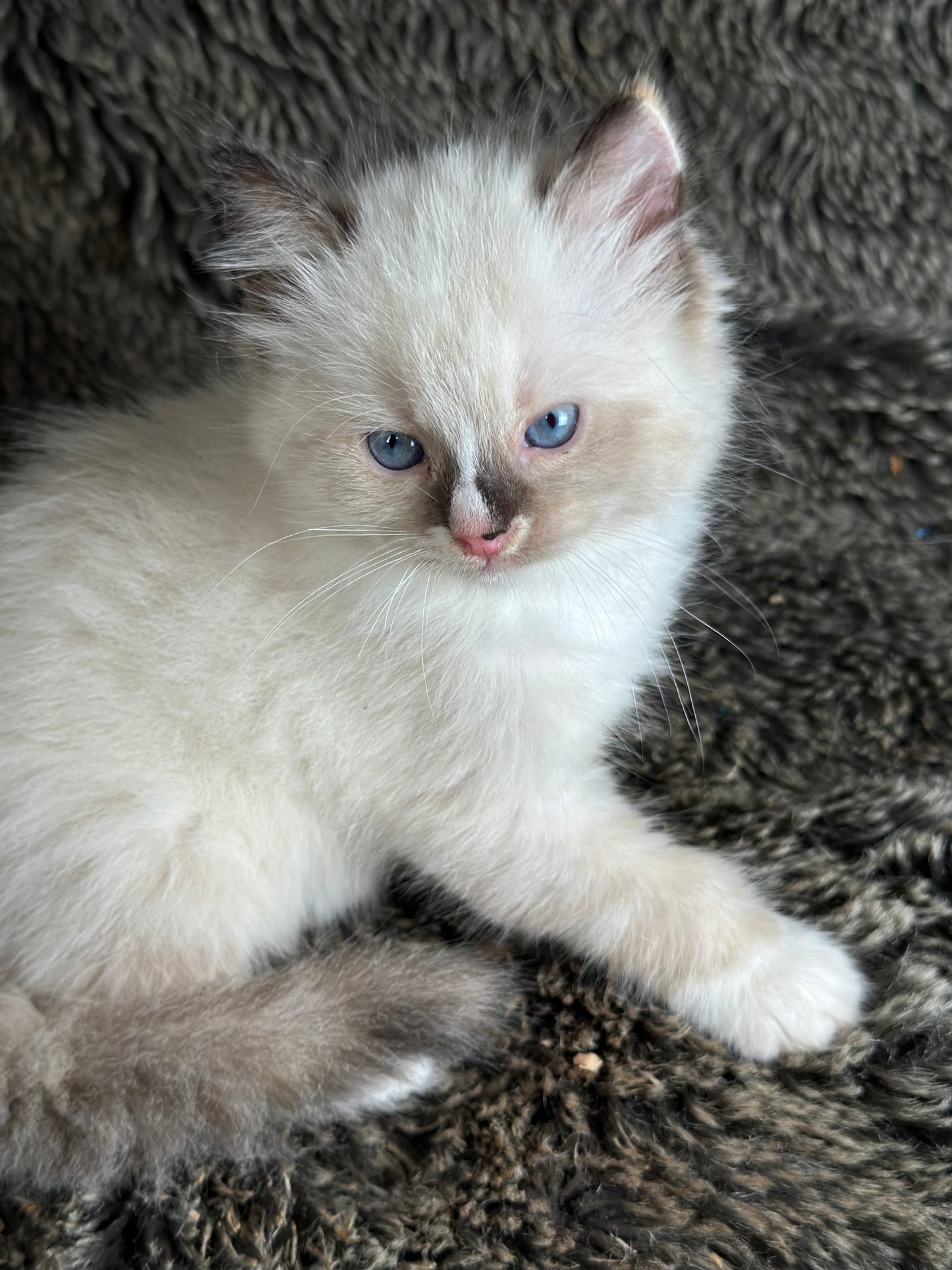Cranberry - Seal Point Traditional Tortie mitted w Blaze - FEMALE - AVAILABLE 11/4/2025