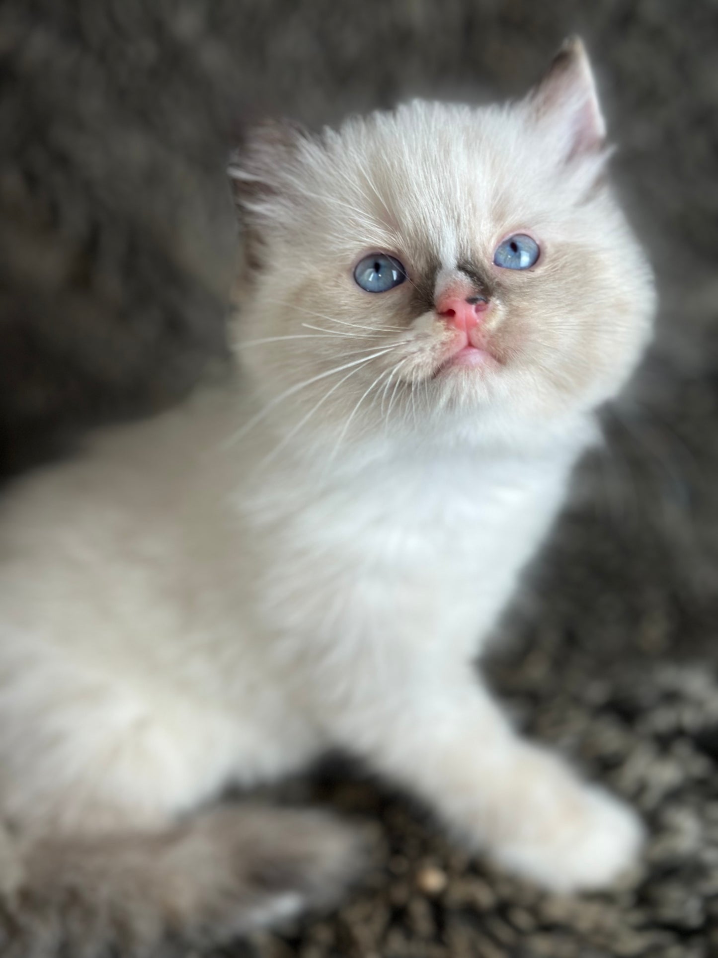 Cranberry - Seal Point Traditional Tortie mitted w Blaze - FEMALE - AVAILABLE 11/4/2025