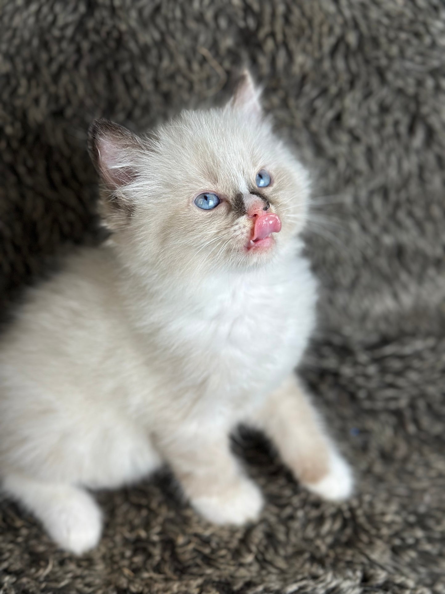 Cranberry - Seal Point Traditional Tortie mitted w Blaze - FEMALE - AVAILABLE 11/4/2025