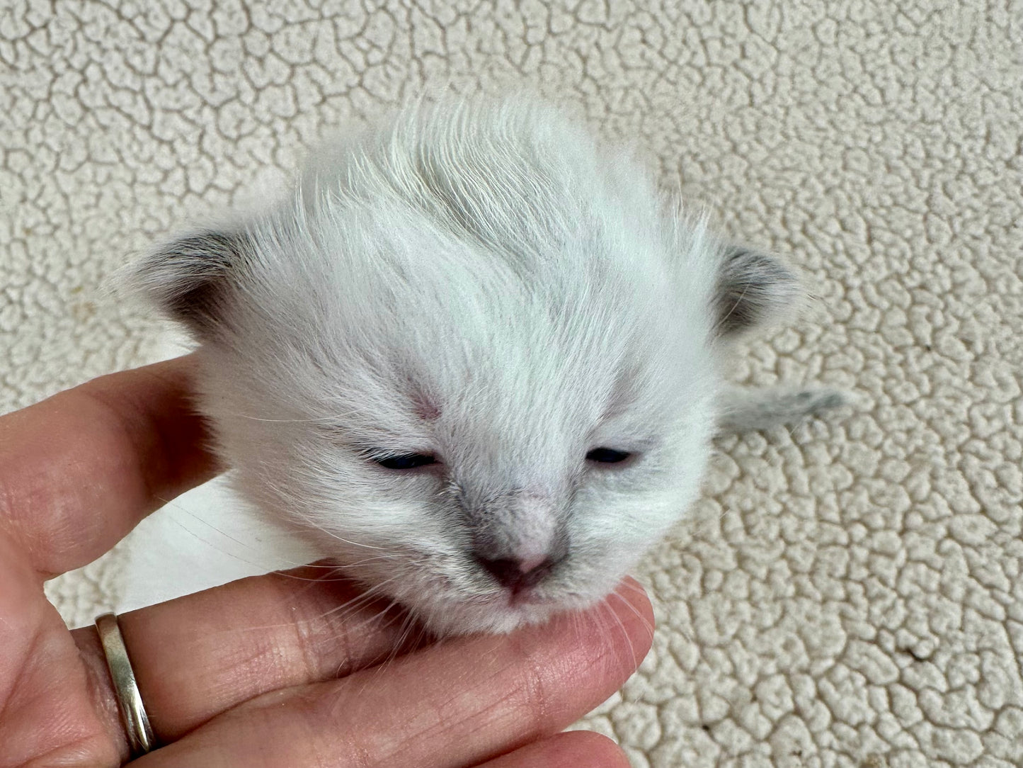 Sakura - Female - Blue Cream Traditonal tortie point - UNAVAILABLE