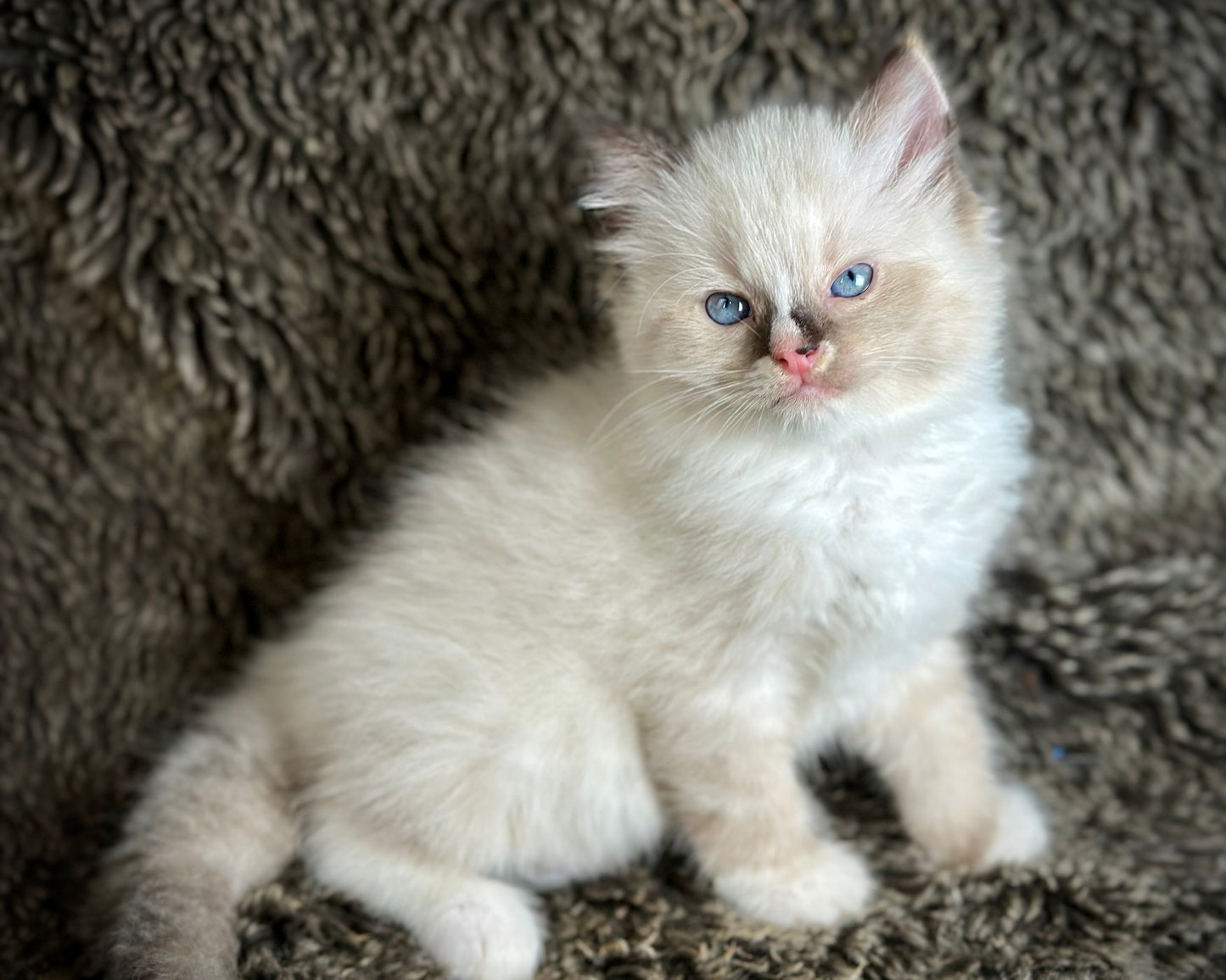 Cranberry - Seal Point Traditional Tortie mitted w Blaze - FEMALE - AVAILABLE 11/4/2025