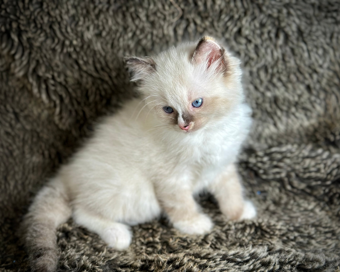 Cranberry - Seal Point Traditional Tortie mitted w Blaze - FEMALE - AVAILABLE 11/4/2025