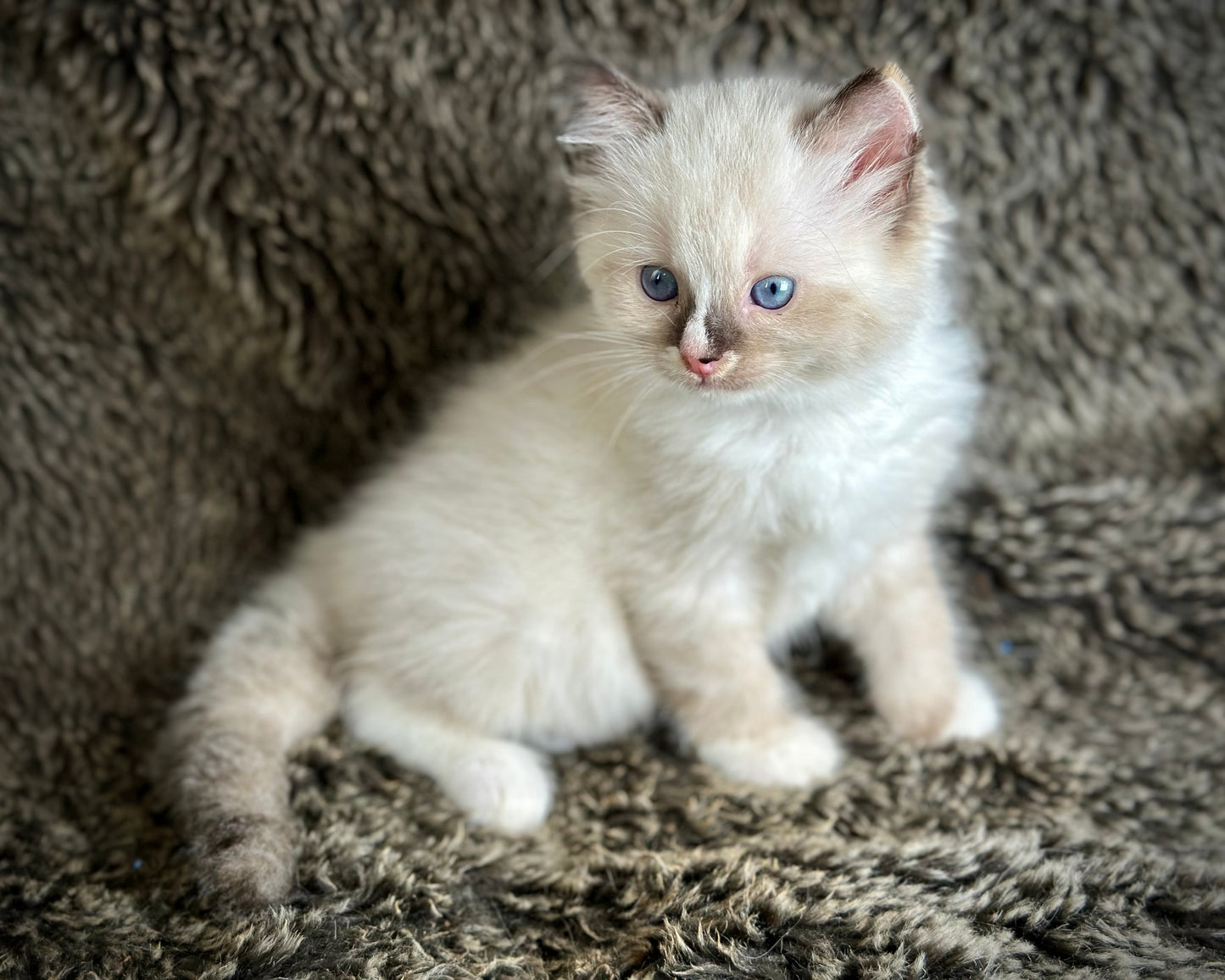 Cranberry - Seal Point Traditional Tortie mitted w Blaze - FEMALE - AVAILABLE 11/4/2025