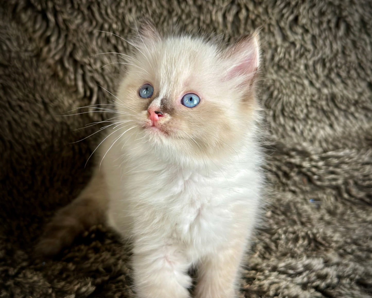 Cranberry - Seal Point Traditional Tortie mitted w Blaze - FEMALE - AVAILABLE 11/4/2025