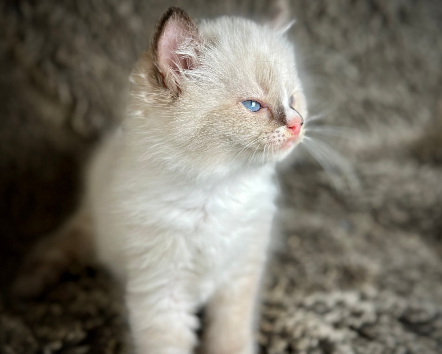 Cranberry - Seal Point Traditional Tortie mitted w Blaze - FEMALE - AVAILABLE 11/4/2025