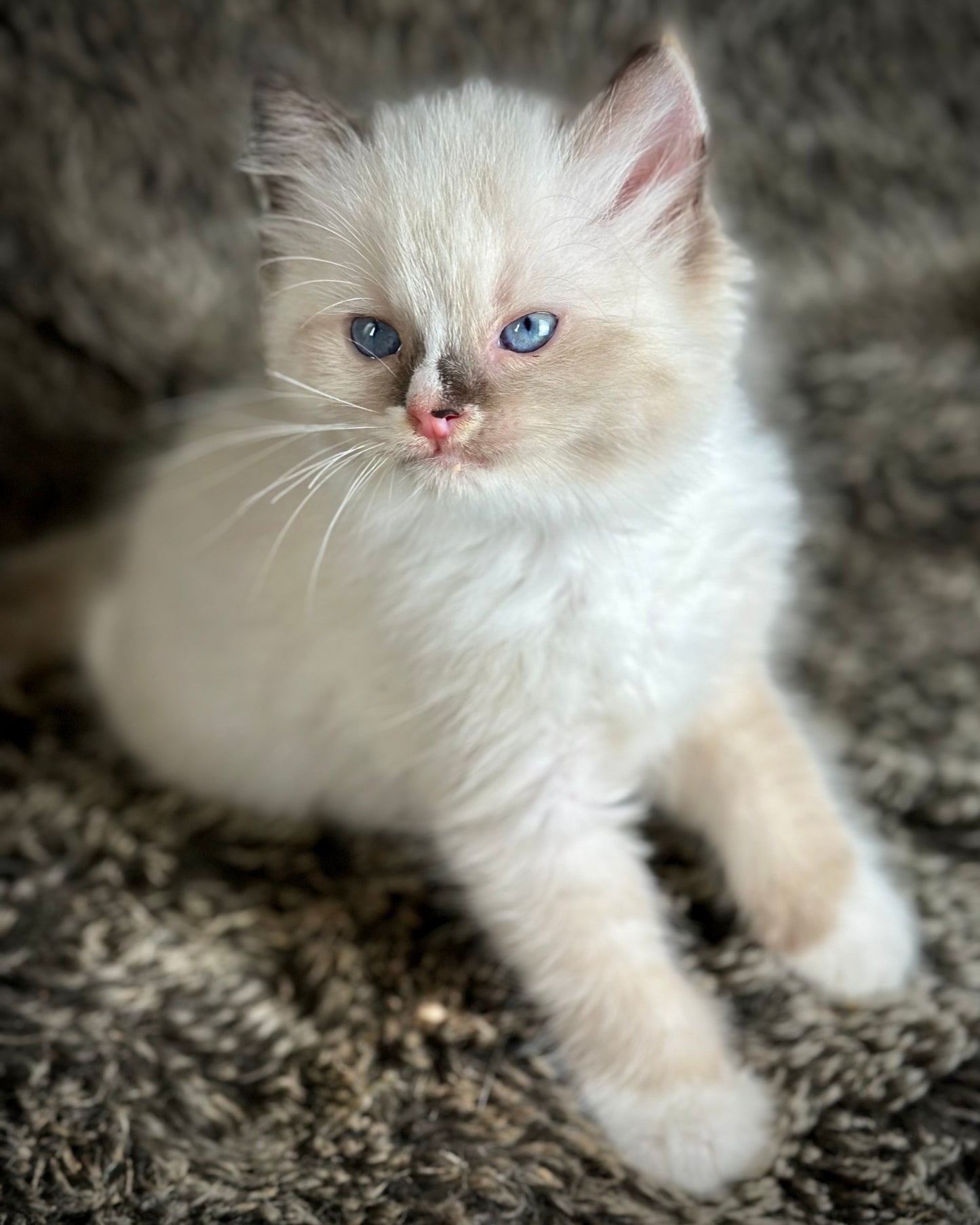 Cranberry - Seal Point Traditional Tortie mitted w Blaze - FEMALE - AVAILABLE 11/4/2025