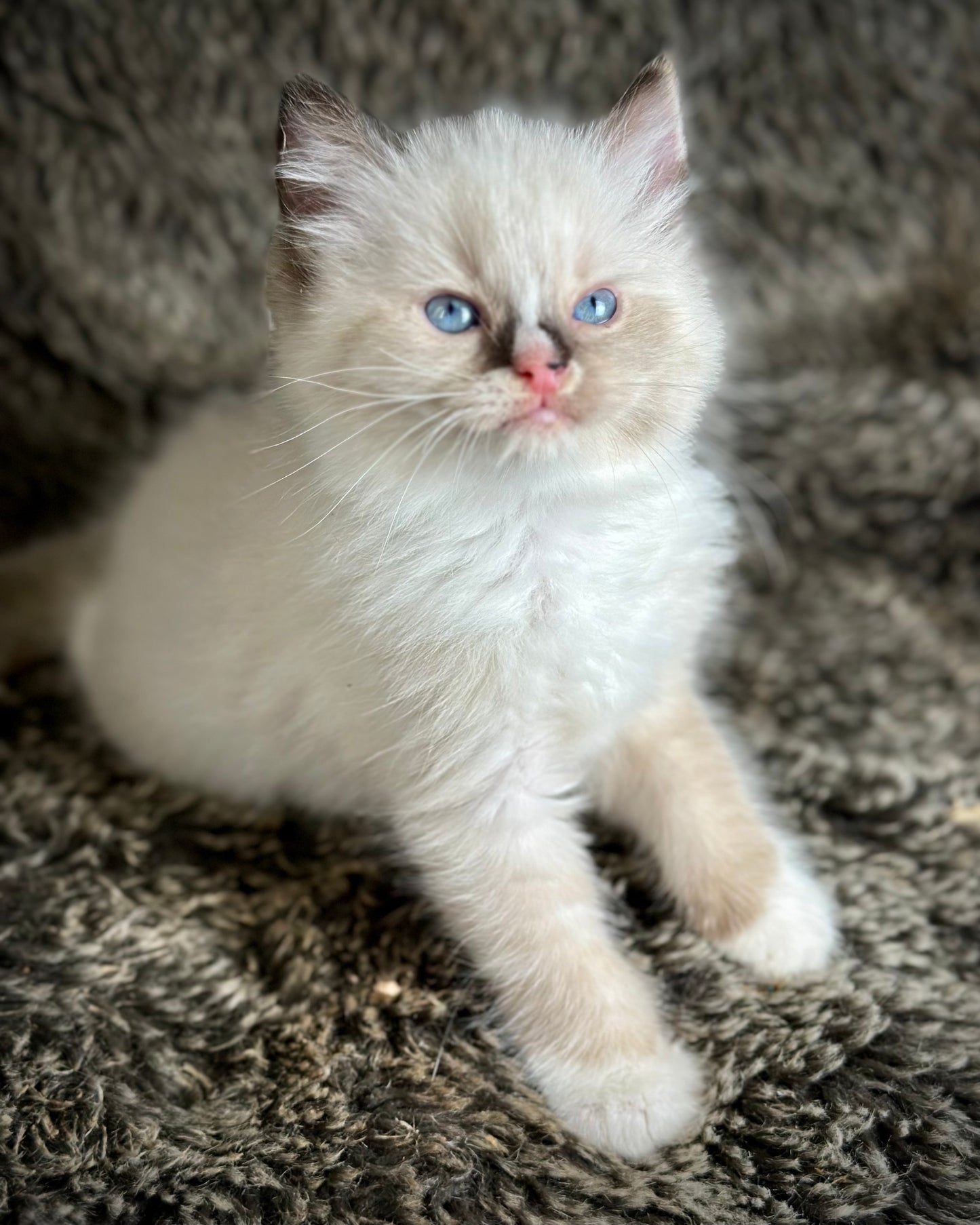 Cranberry - Seal Point Traditional Tortie mitted w Blaze - FEMALE - AVAILABLE 11/4/2025