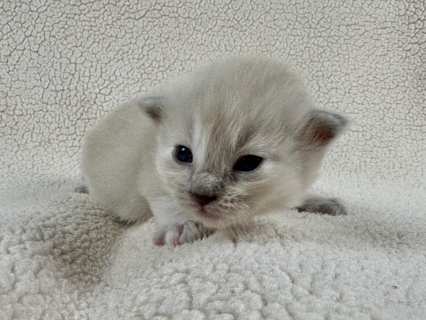 Sweetie - Female - Blue Cream Mink - Tortie - RESERVED 4/5/2025