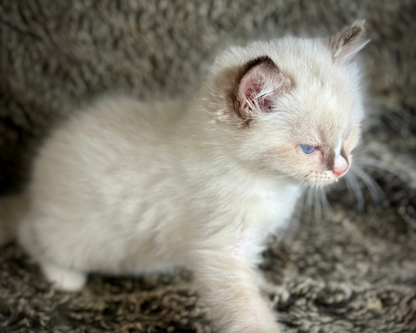 Cranberry - Seal Point Traditional Tortie mitted w Blaze - FEMALE - AVAILABLE 11/4/2025