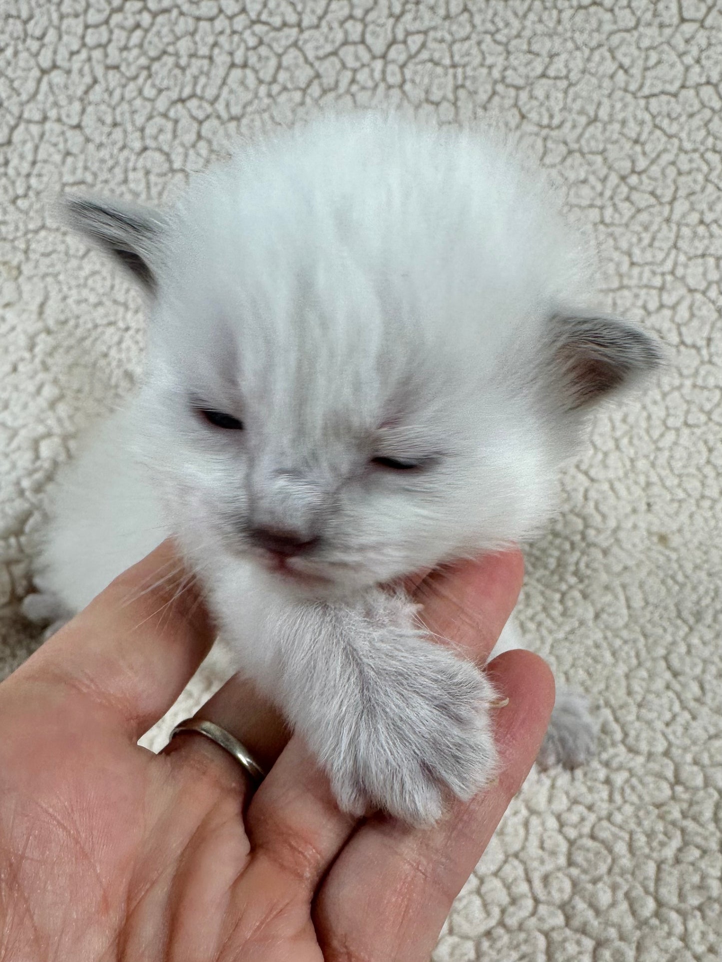 Flora - FEMALE - UNAVAILABLE