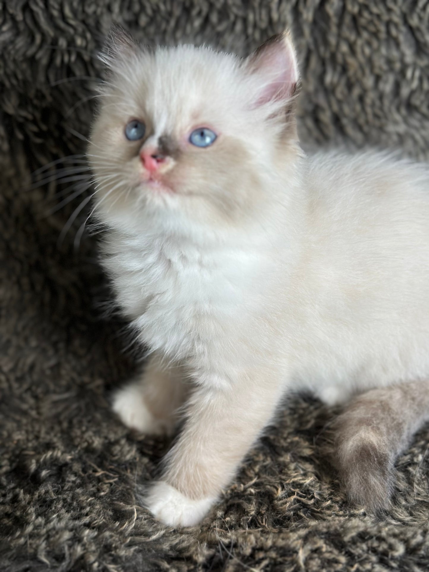 Cranberry - Seal Point Traditional Tortie mitted w Blaze - FEMALE - AVAILABLE 11/4/2025
