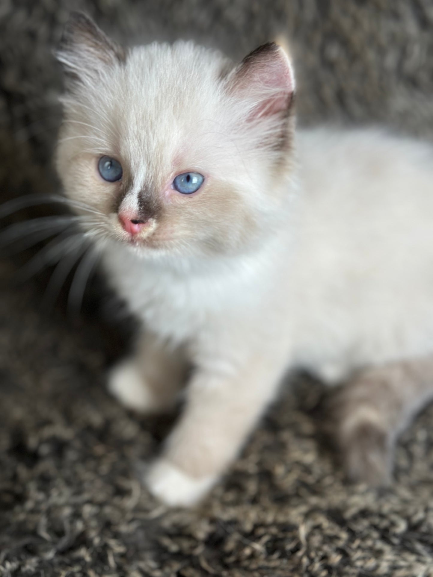 Cranberry - Seal Point Traditional Tortie mitted w Blaze - FEMALE - AVAILABLE 11/4/2025