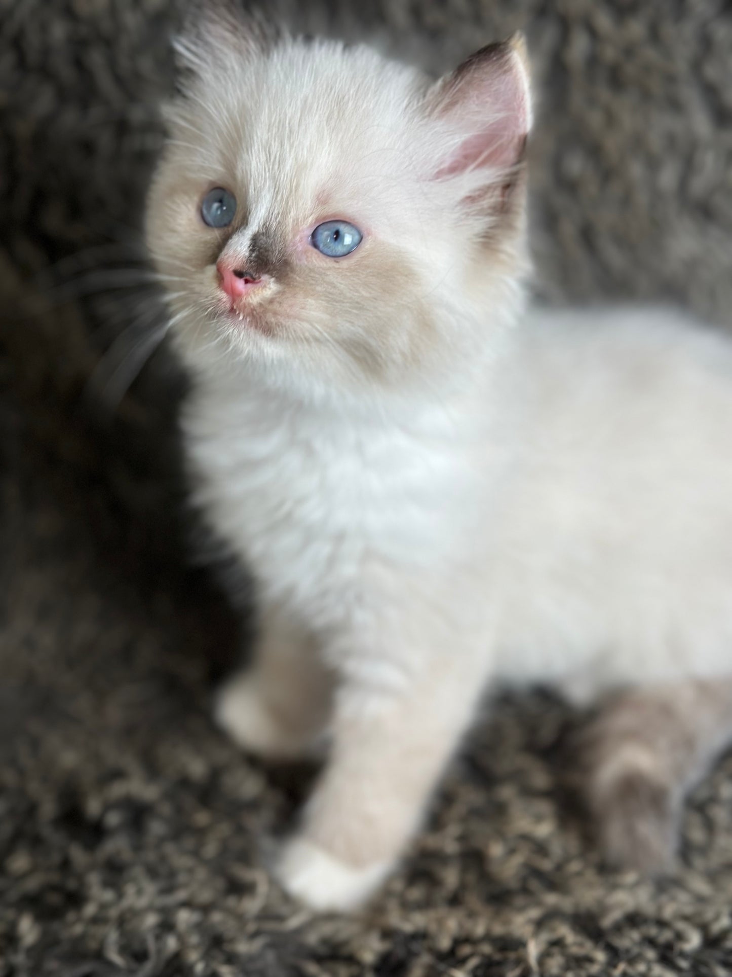 Cranberry - Seal Point Traditional Tortie mitted w Blaze - FEMALE - AVAILABLE 11/4/2025