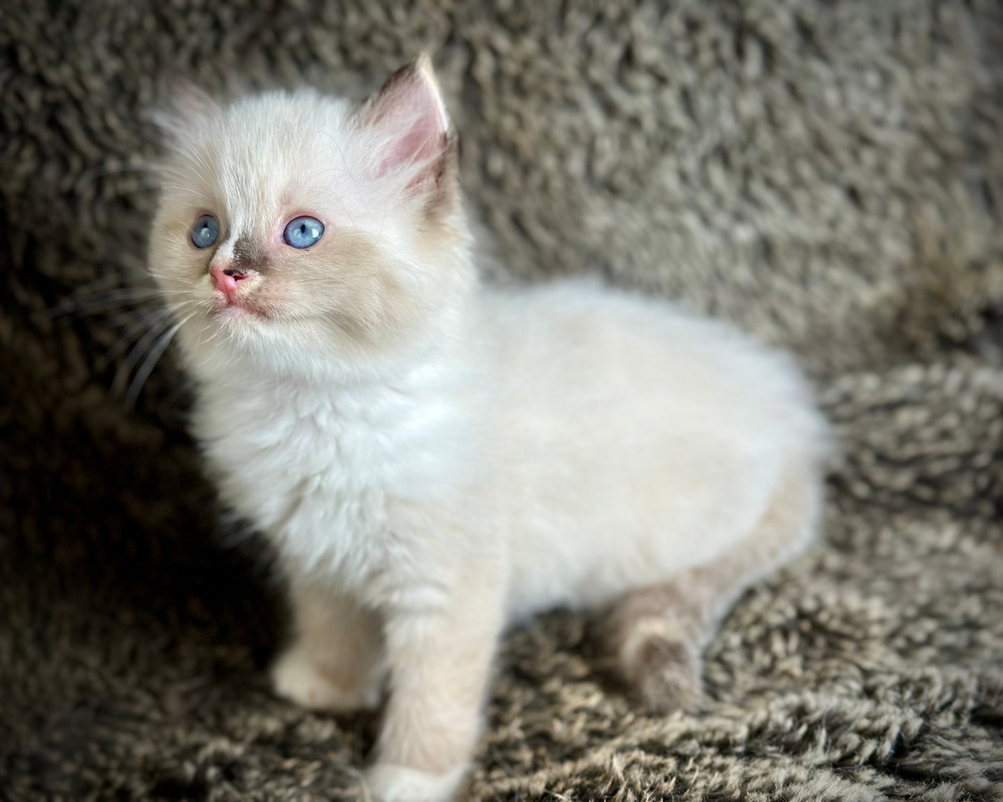 Cranberry - Seal Point Traditional Tortie mitted w Blaze - FEMALE - AVAILABLE 11/4/2025