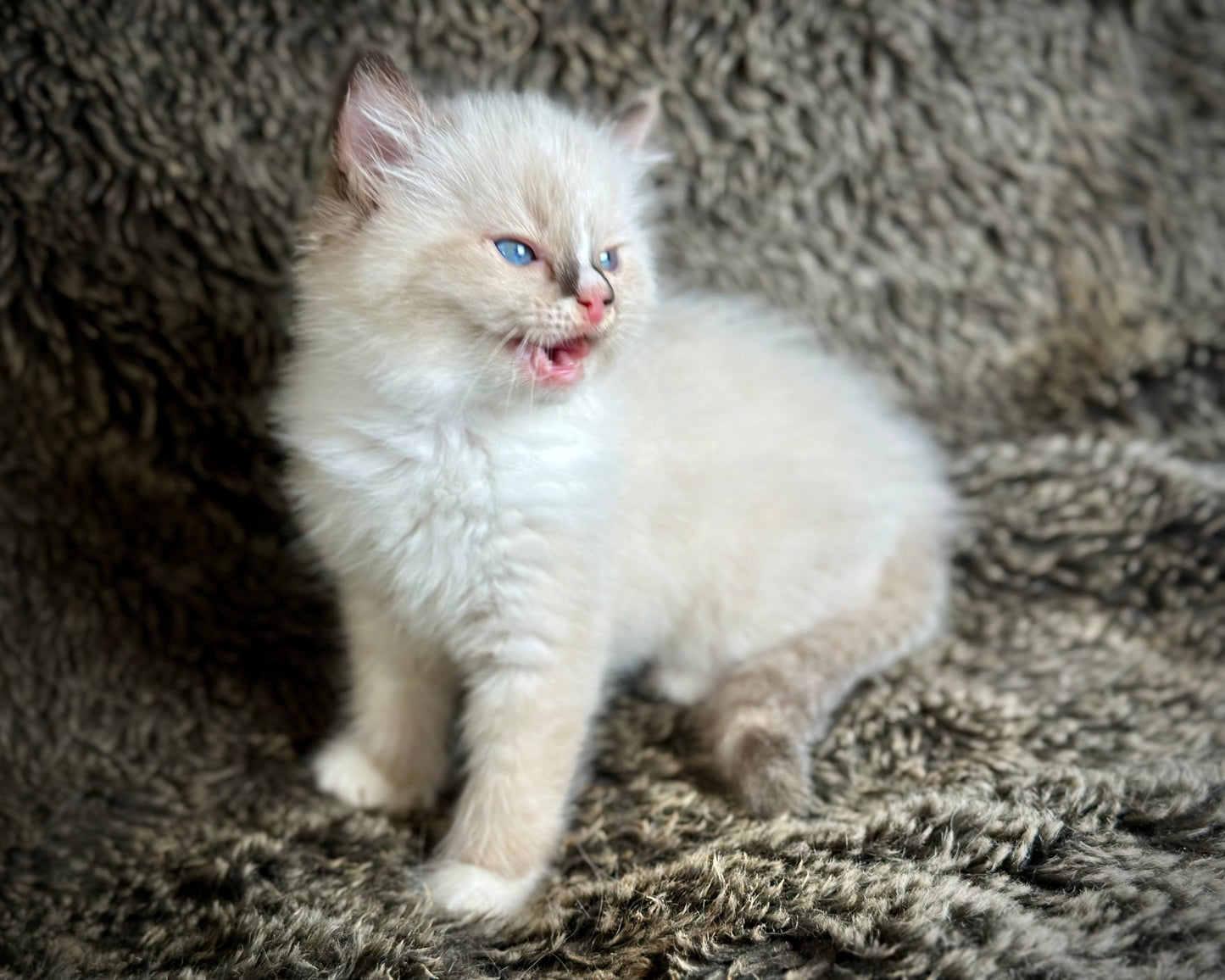 Cranberry - Seal Point Traditional Tortie mitted w Blaze - FEMALE - AVAILABLE 11/4/2025