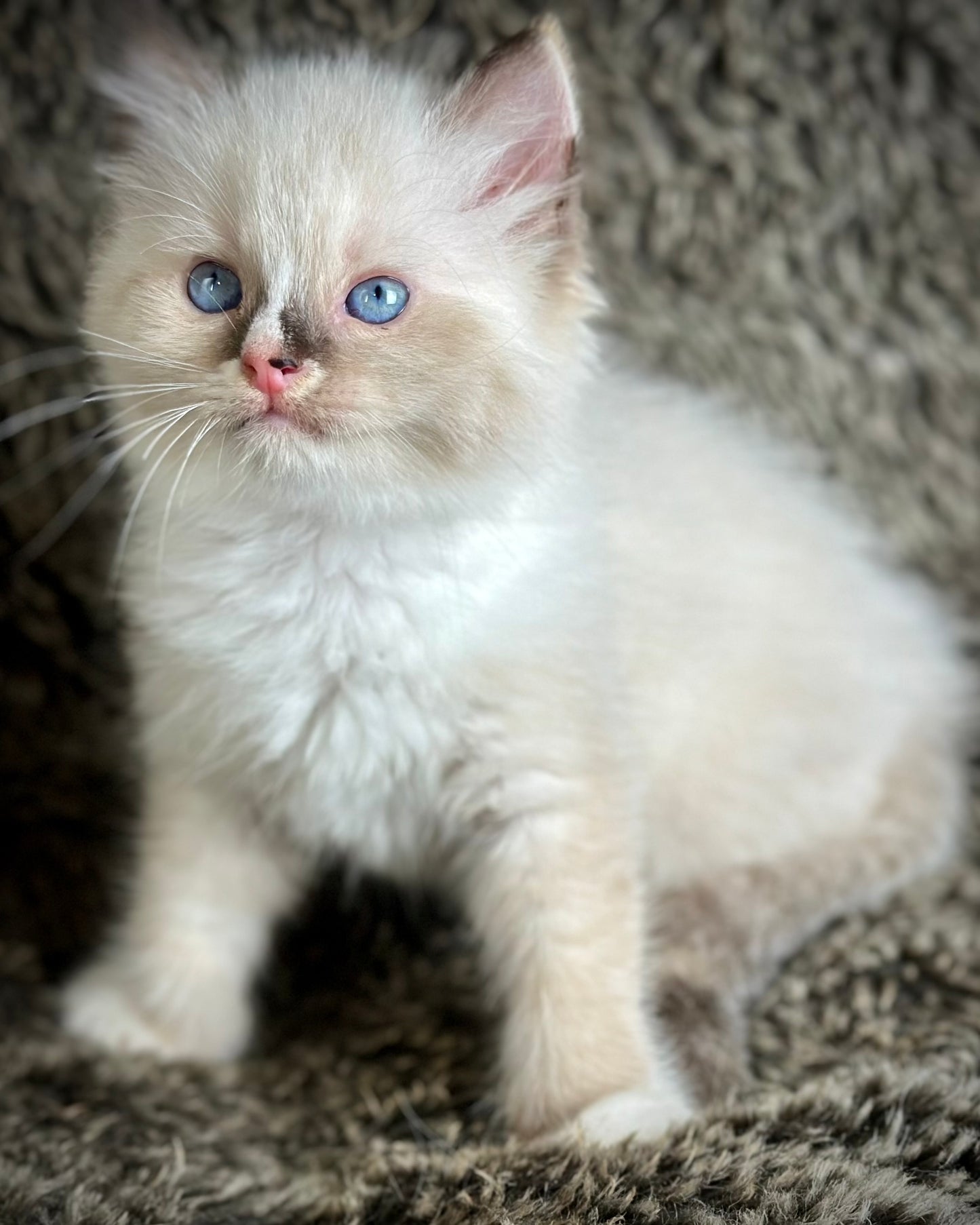Cranberry - Seal Point Traditional Tortie mitted w Blaze - FEMALE - AVAILABLE 11/4/2025