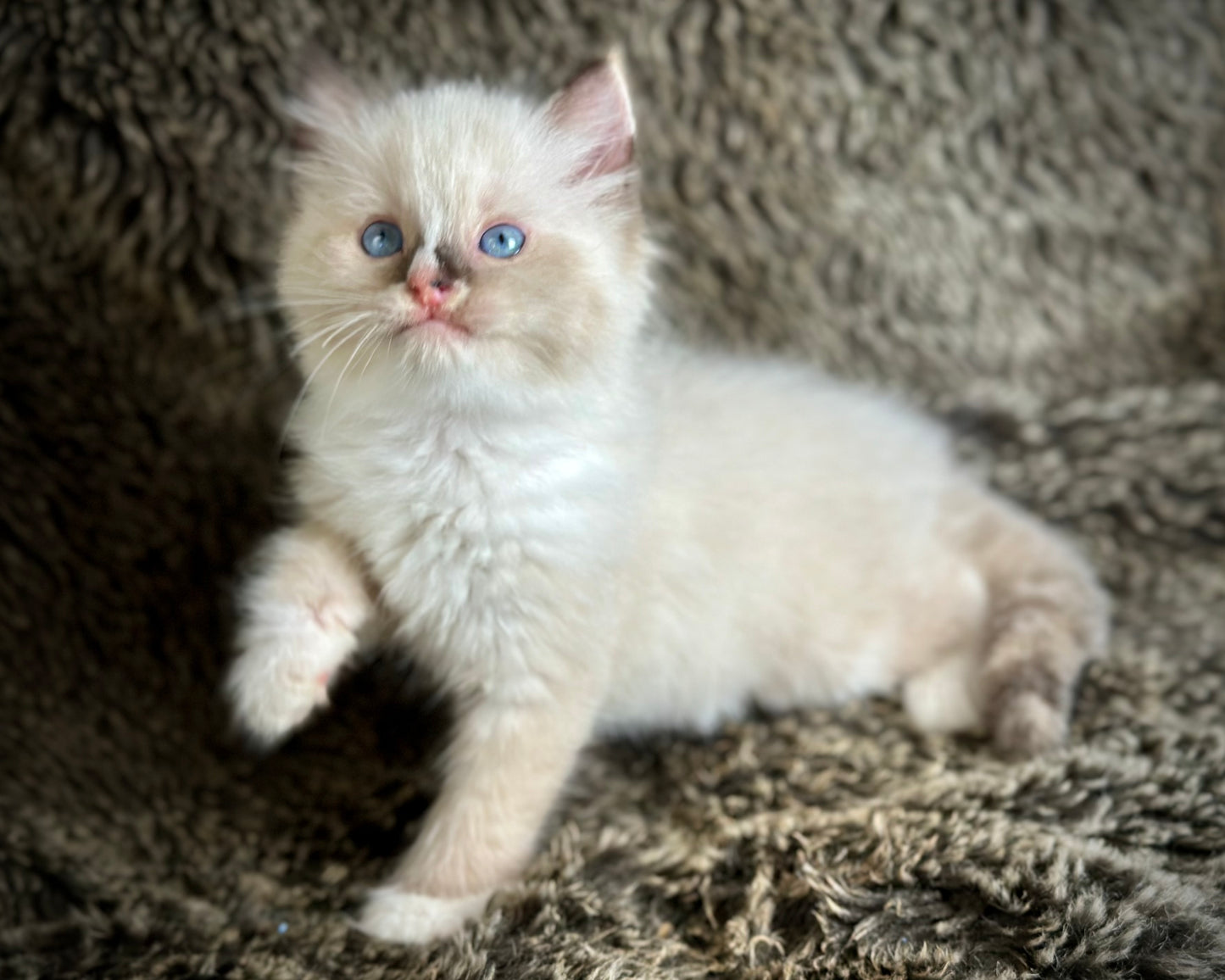 Cranberry - Seal Point Traditional Tortie mitted w Blaze - FEMALE - AVAILABLE 11/4/2025