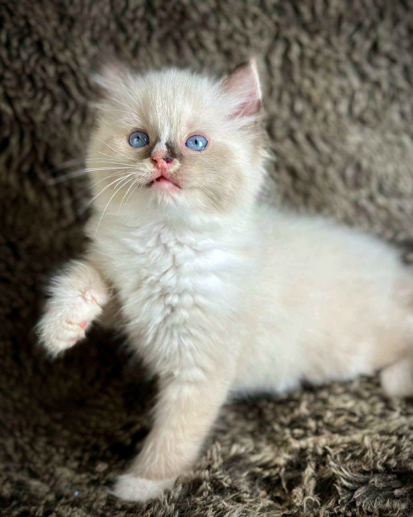 Cranberry - Seal Point Traditional Tortie mitted w Blaze - FEMALE - AVAILABLE 11/4/2025