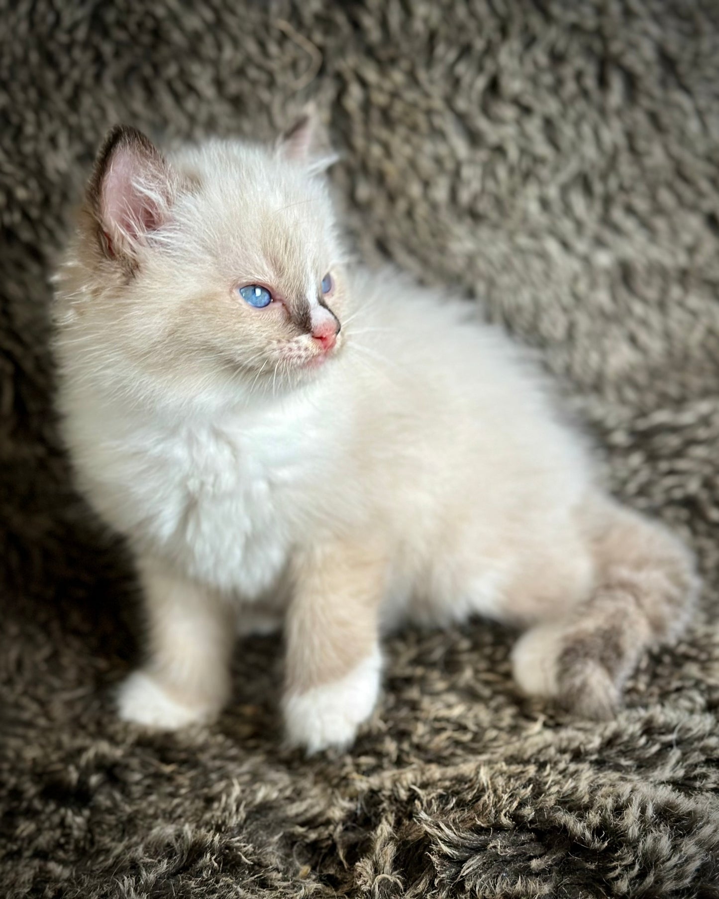 Cranberry - Seal Point Traditional Tortie mitted w Blaze - FEMALE - AVAILABLE 11/4/2025