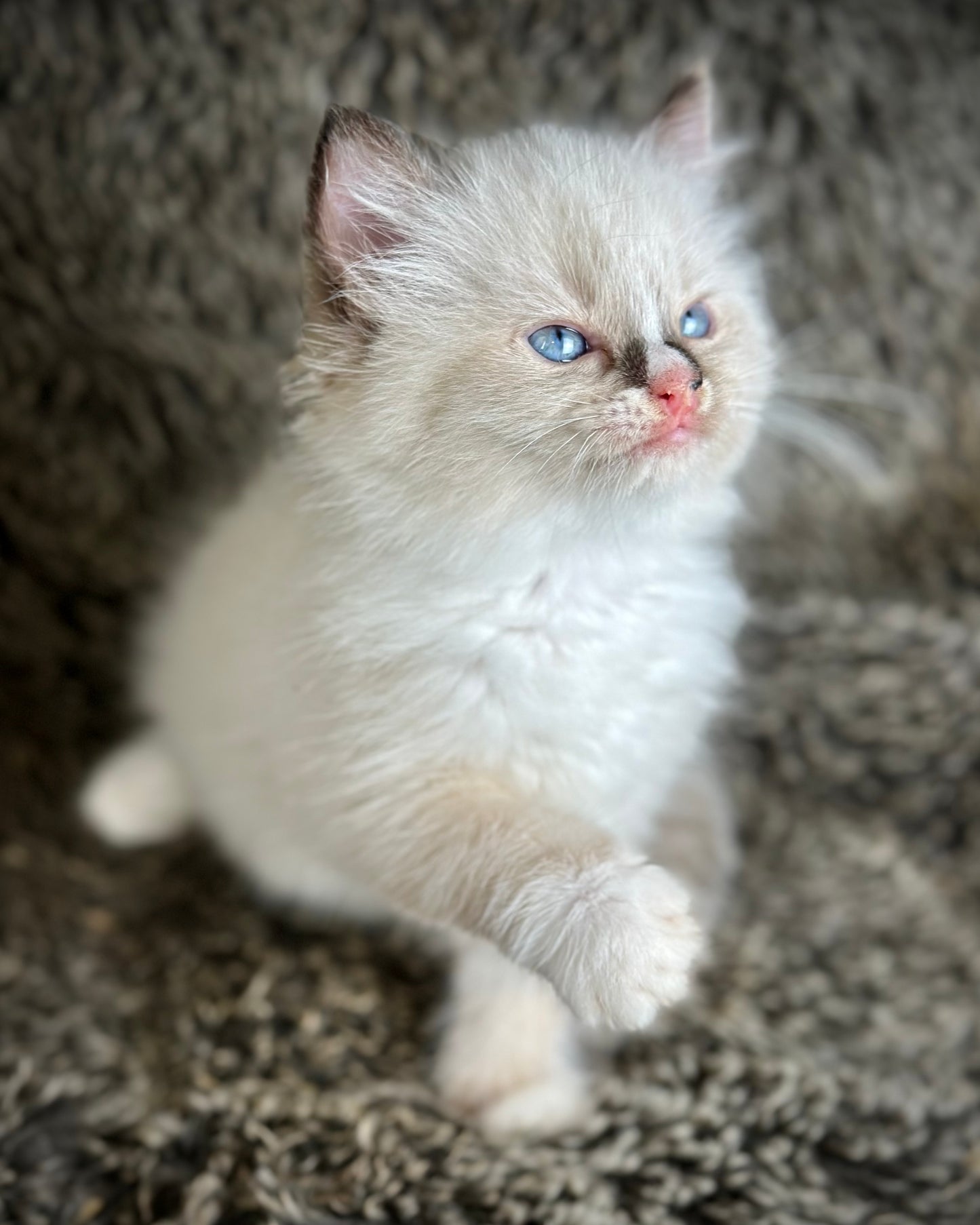 Cranberry - Seal Point Traditional Tortie mitted w Blaze - FEMALE - AVAILABLE 11/4/2025